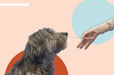 Wisdom Panel dog DNA test review: What did we learn about our four-legged friend?