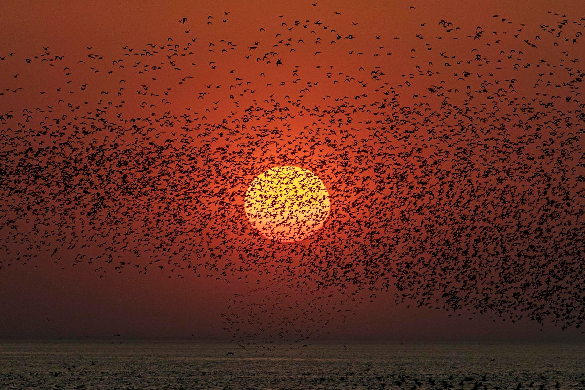 World class: sunset as seen from RSPB Snettisham Nature Reserve in Norfolk