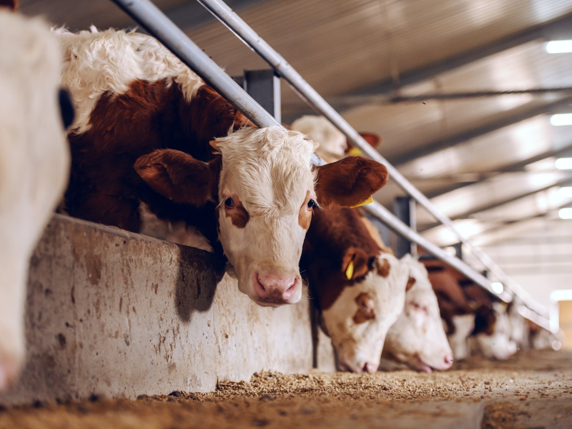 Cows in a meat farm