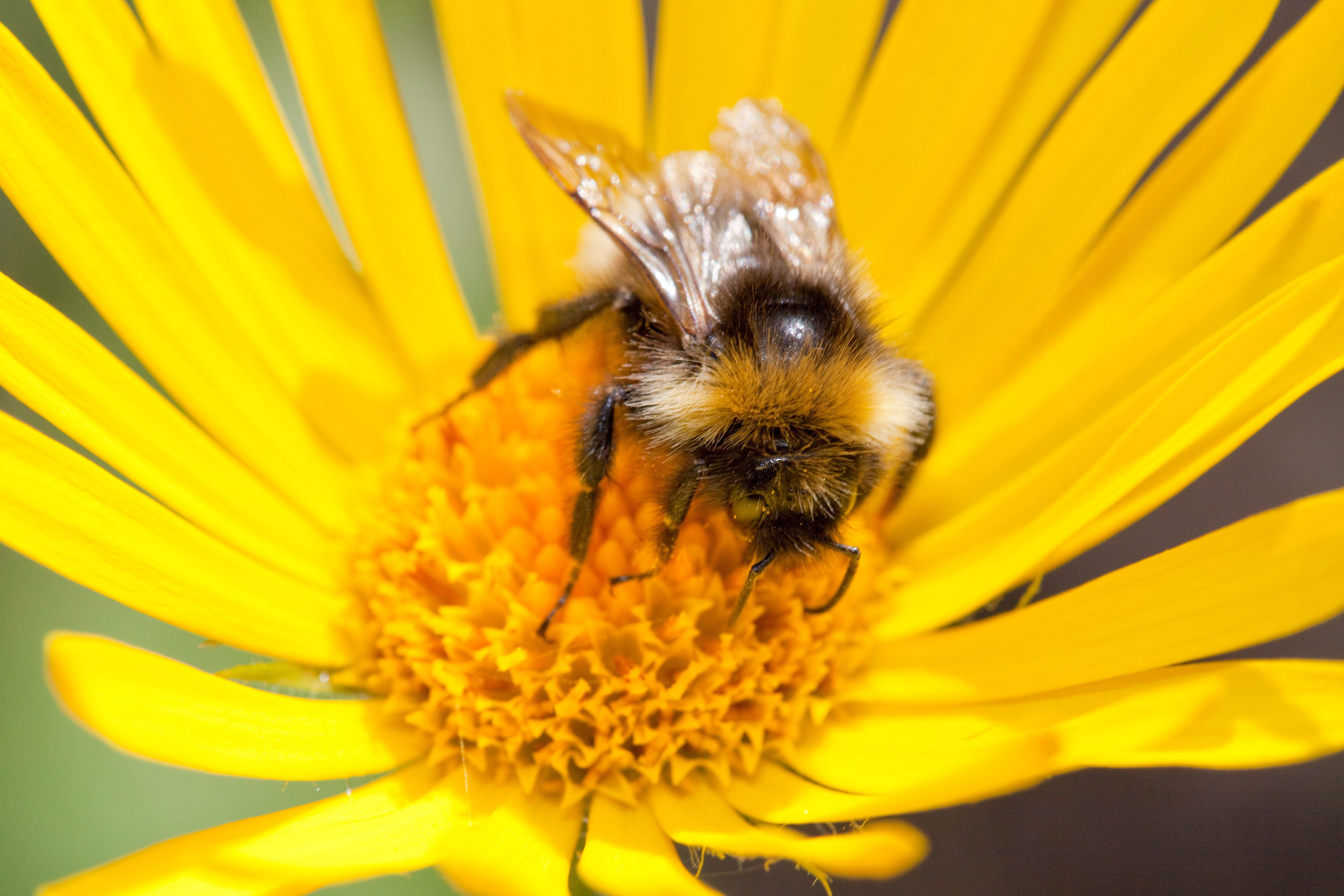 Many bee species are declining across the UK. Much of this is due to a reduction in the flowers they feed on, but the climate emergency is also playing a part, as parasites that attack the bees are becoming more common with the milder winters