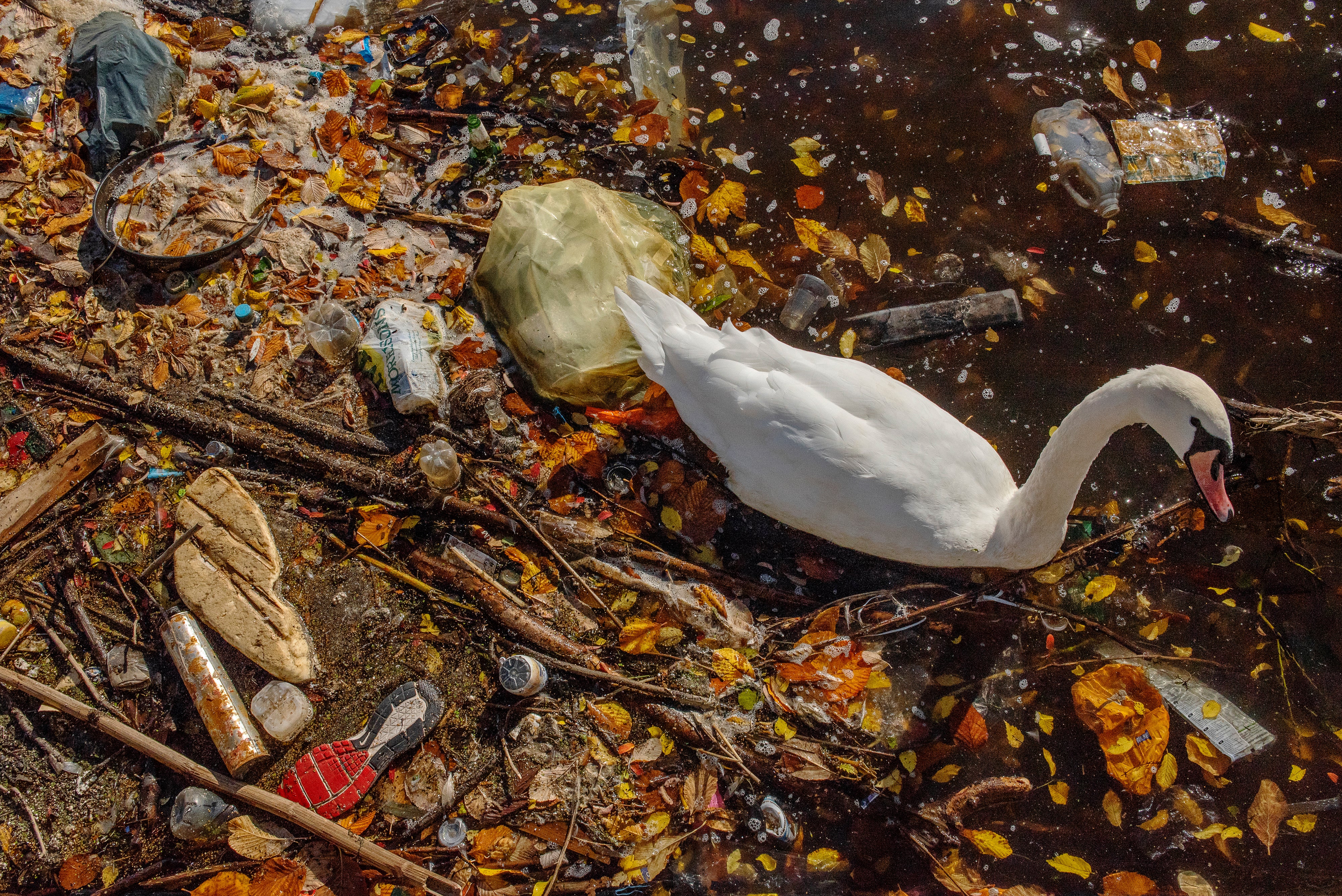 A mute swan paddles through plastic in Manchester. Plastic pollution is one of the most visible signs of the climate and nature crisis. Many waterbirds are dying as a result of pollution – whether microplastics or toxic algae due to rising temperatures