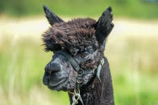Geronimo the alpaca’s owner claims new test results show he did not have TB