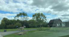 Zebras remain on loose in Maryland after other runaways returned to Wisconsin farm