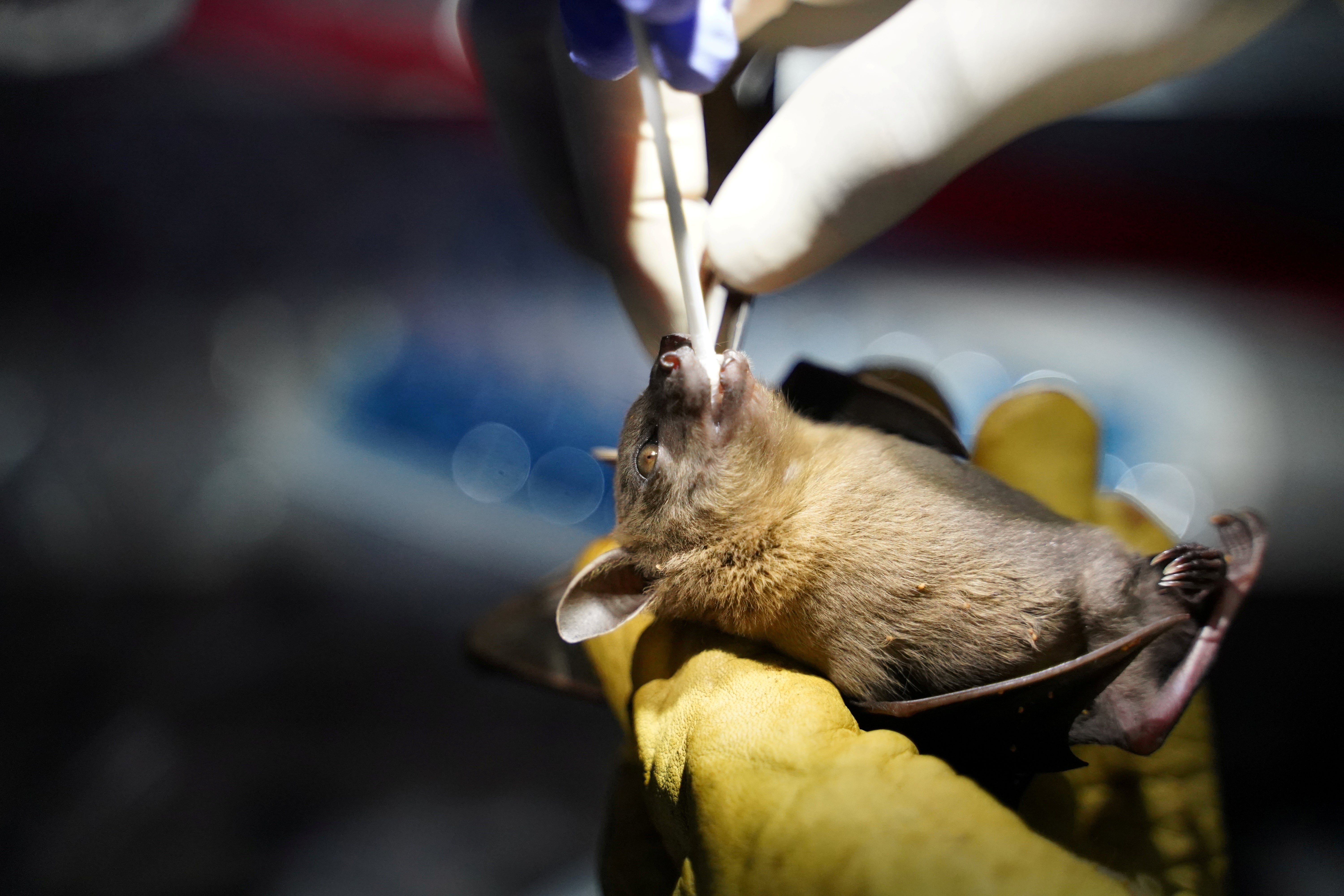 Samples are being collects from bats by researchers in northern Cambodia