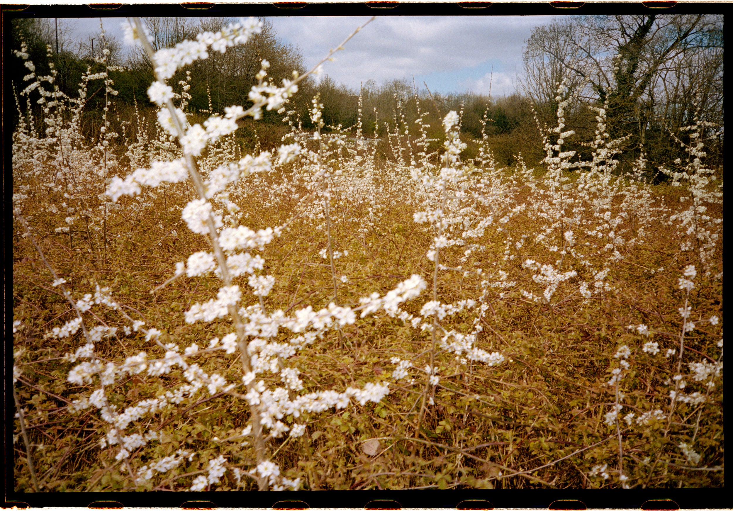 After doing a delivery and on the way back to the centre of the city, I stopped to photograph the beginnings of spring, visible through the flowers on an empty field near the river Avon