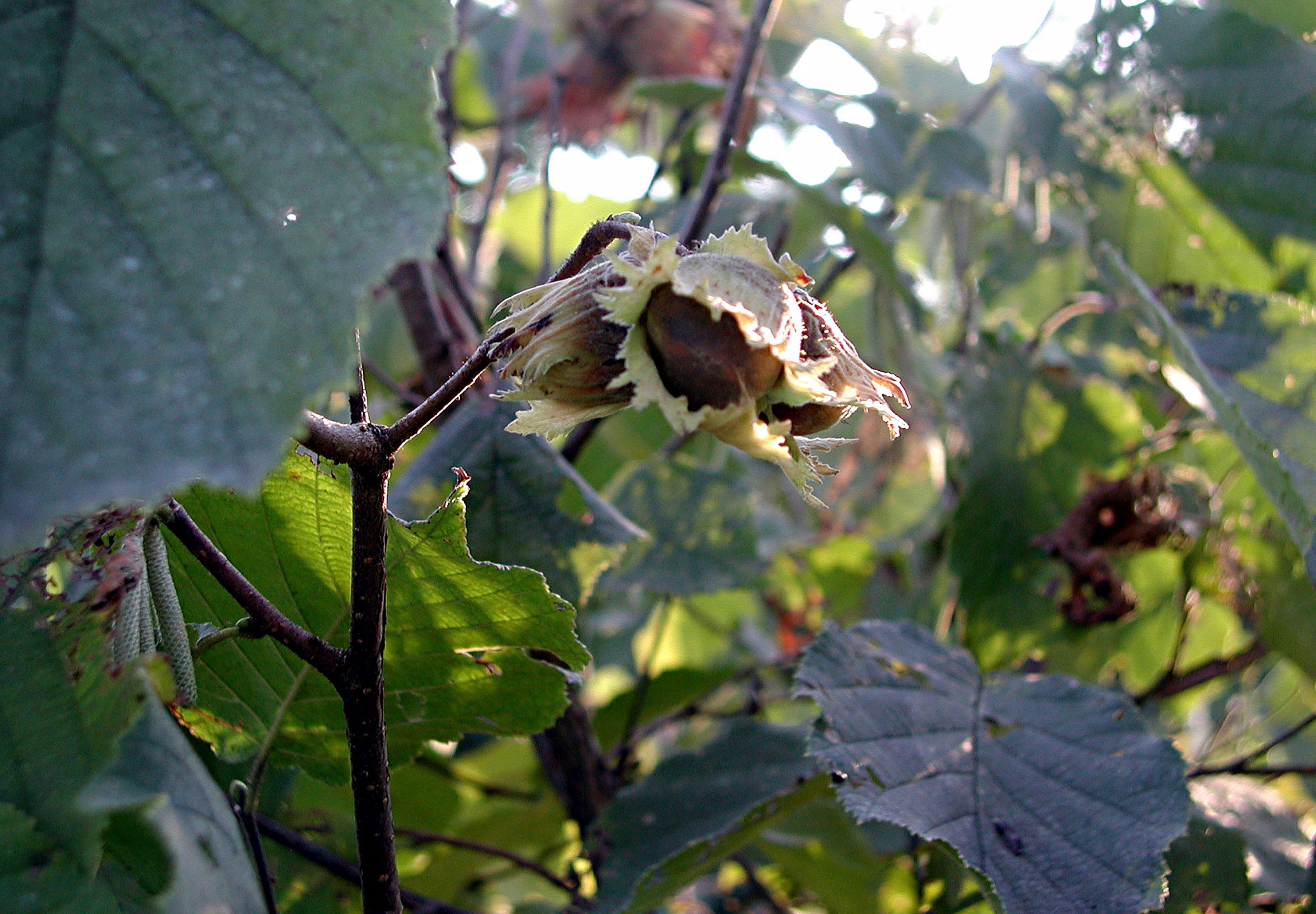 Gardening Hazelnuts