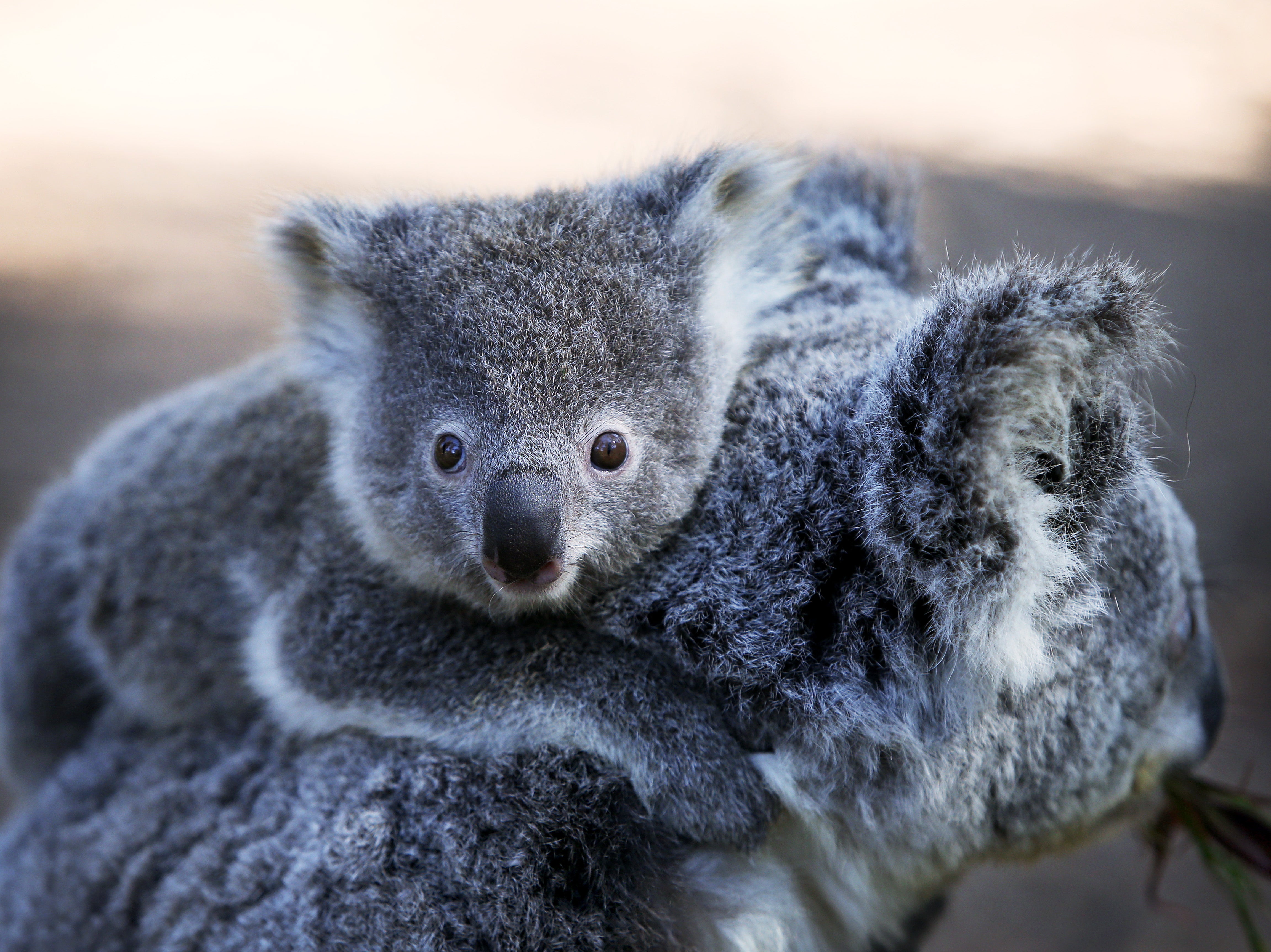 Koala populations are on the decline in Australia, according to a charity