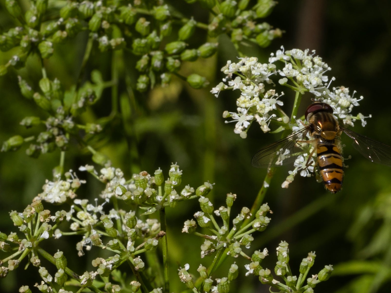 A hoverfly feeds on hemlock growing beside a road in summer near Faversham, England