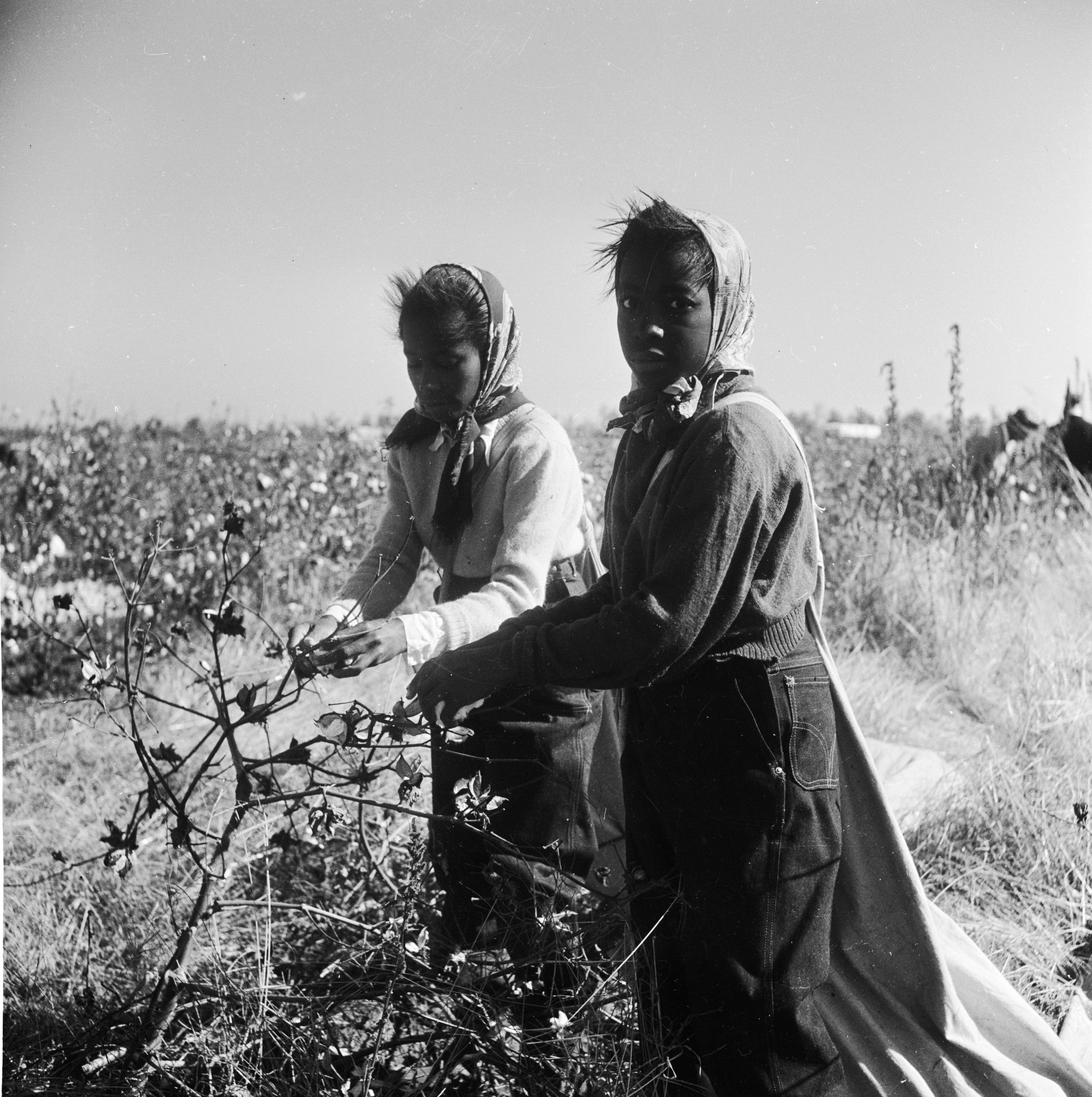 Trailing their sacks behind them, farm labourers pick cotton on a plantation by the Mississippi