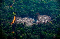 Cop26: Leaders promise to halt deforestation by 2030, but campaigners say action needed now