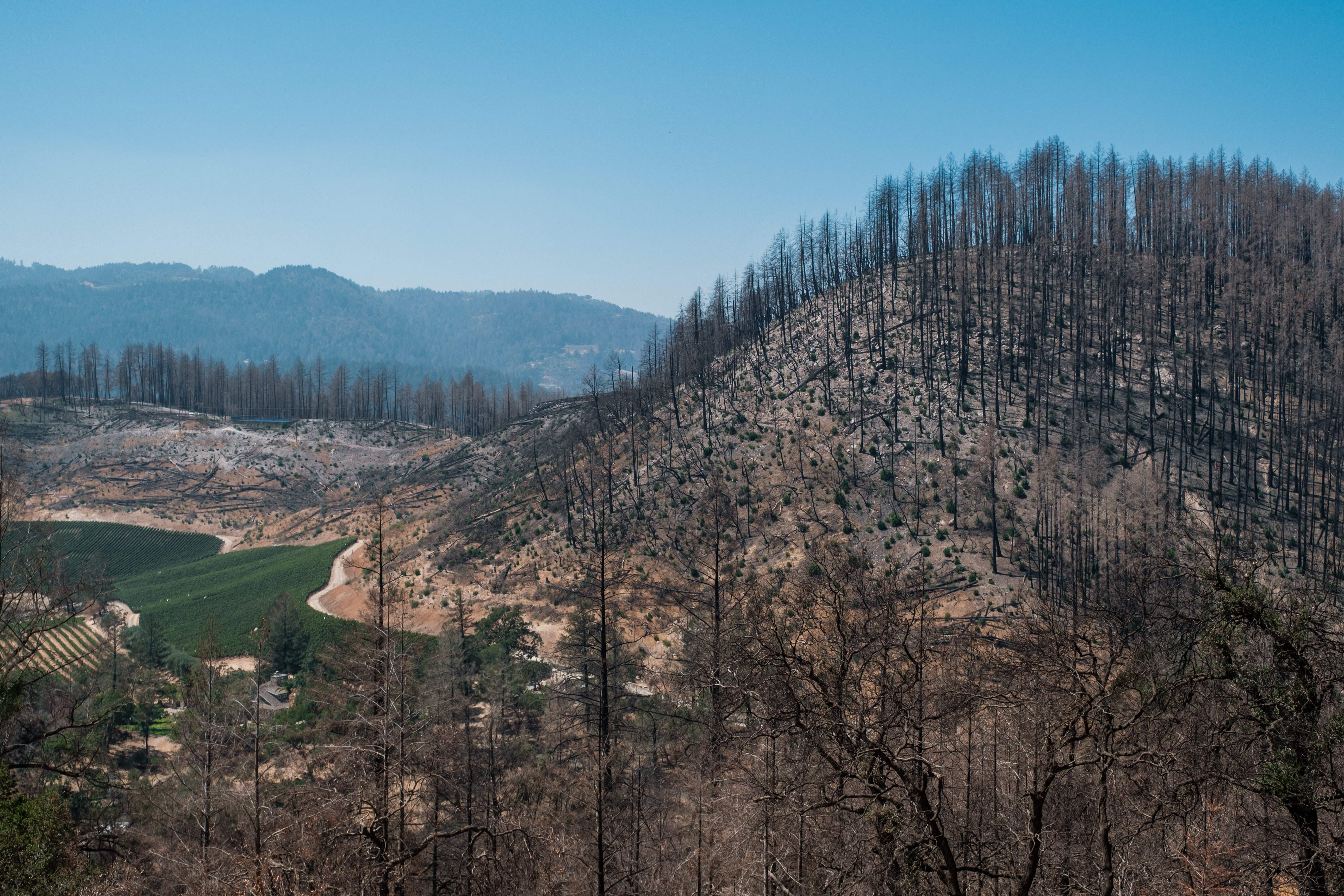 A scorched hillside from last year’s Glass fire is seen near Angwin, California