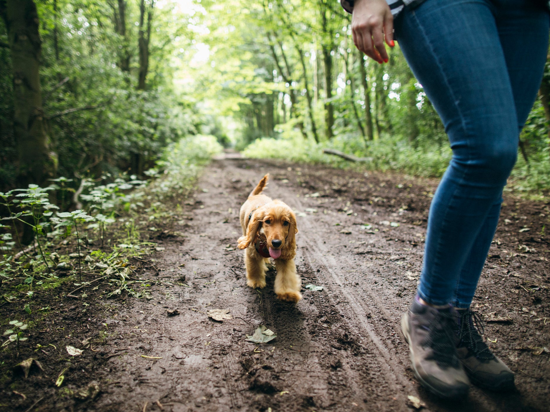 Fluffy cocker spaniel on a walk with its owner