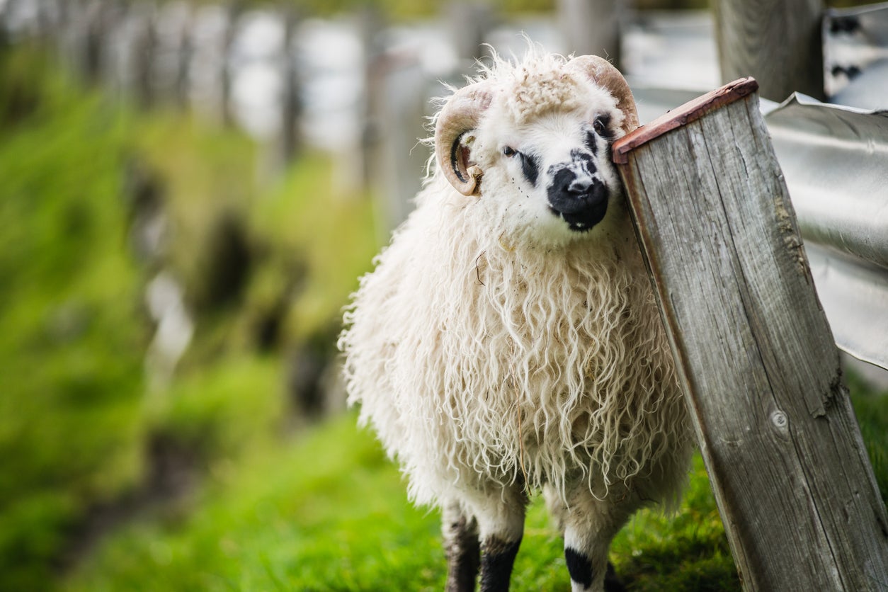 The 70,000 sheep have been selectively bred for wool that is exceptionally warm and water-resistant