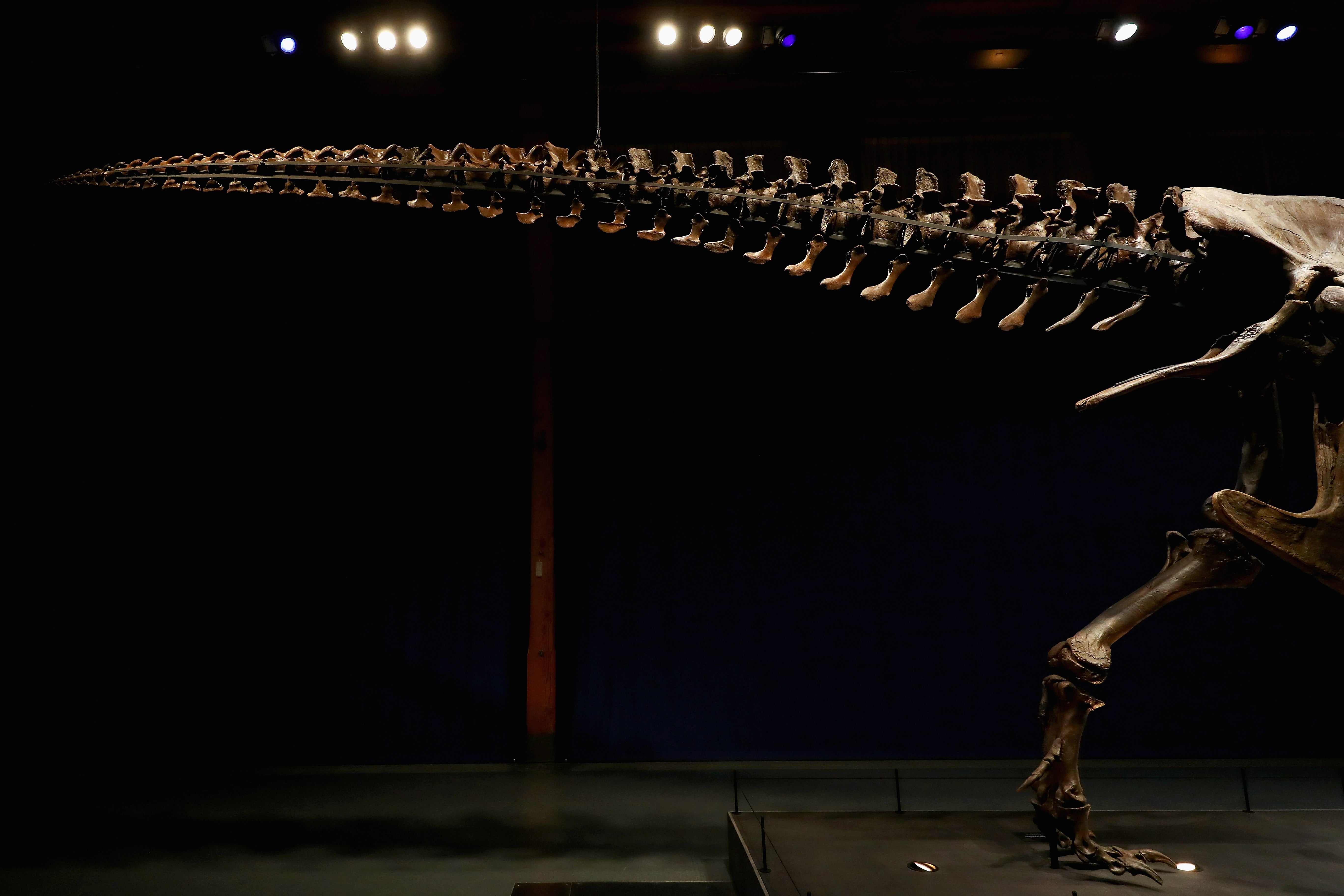 Detailed view of the tail of Trix the female T-Rex exhibition at the Naturalis or Natural History Museum of Leiden