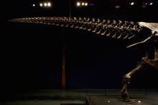 Two-legged dinosaurs like T Rex wagged tails while running to stay balanced, study suggests