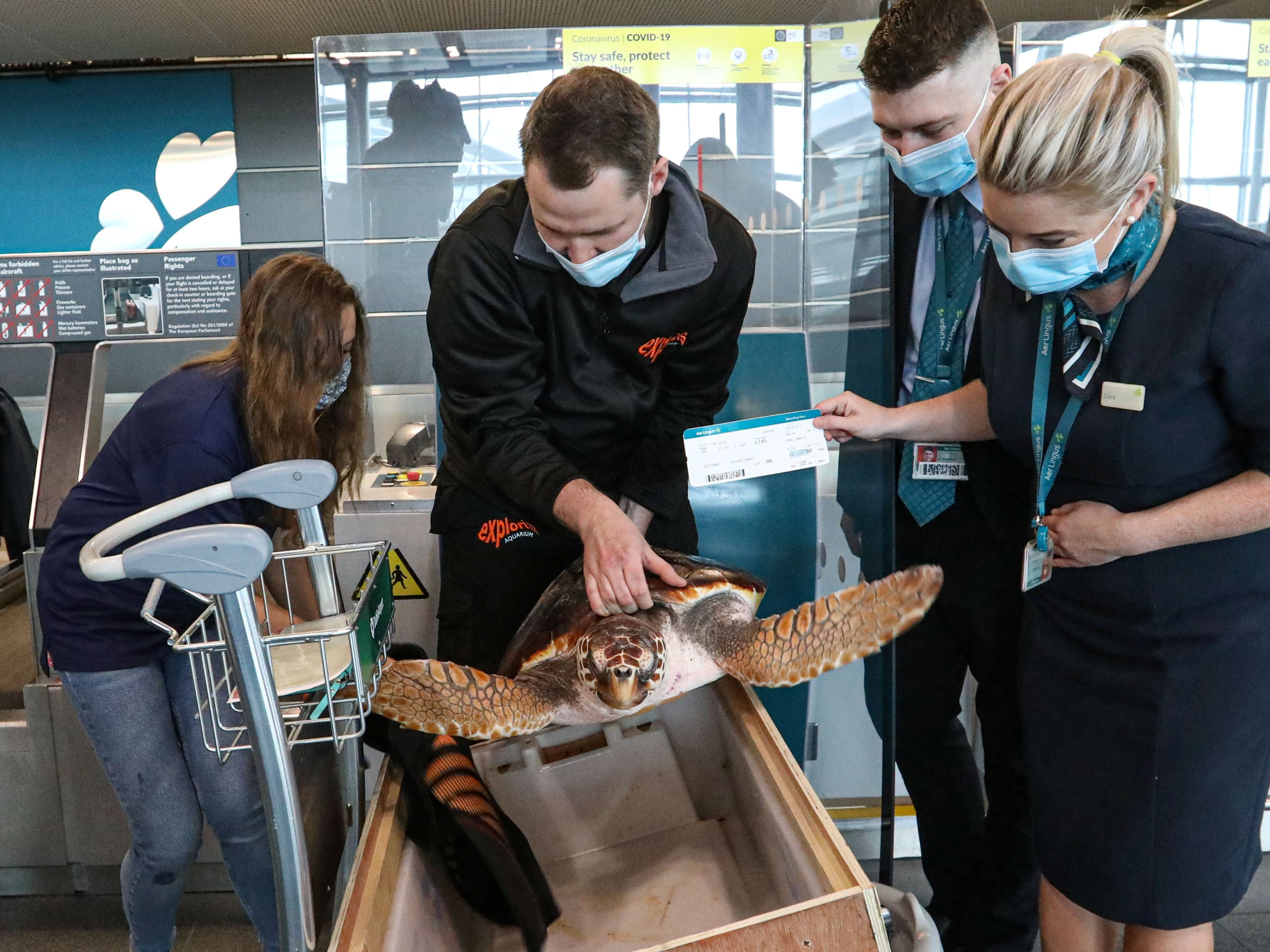 JC the loggerhead turtle flew with Aer Lingus