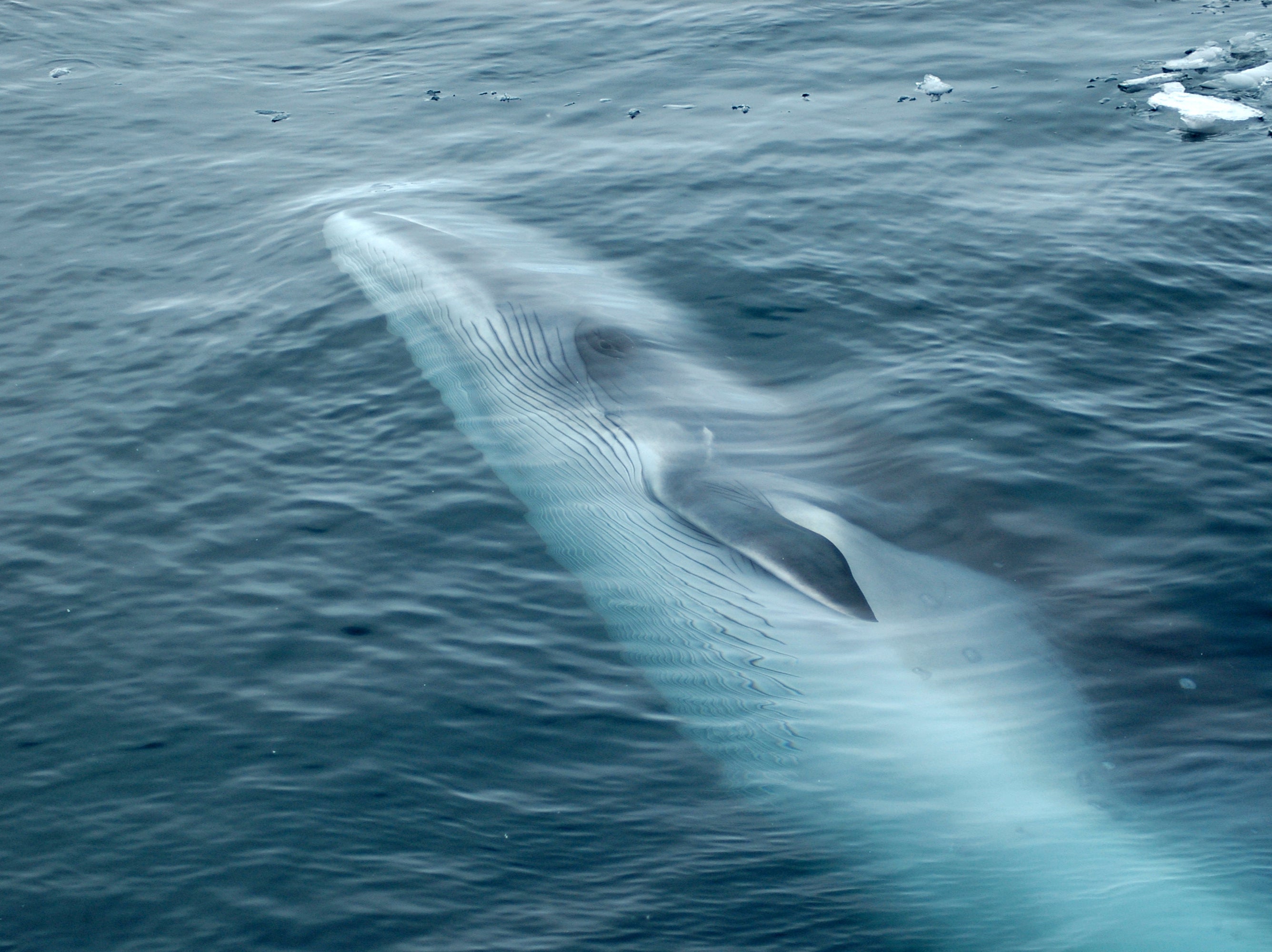 Figures obtained by Whale and Dolphin Conservation show that more than 570 minke whales have been killed in the 2021 season around Norway