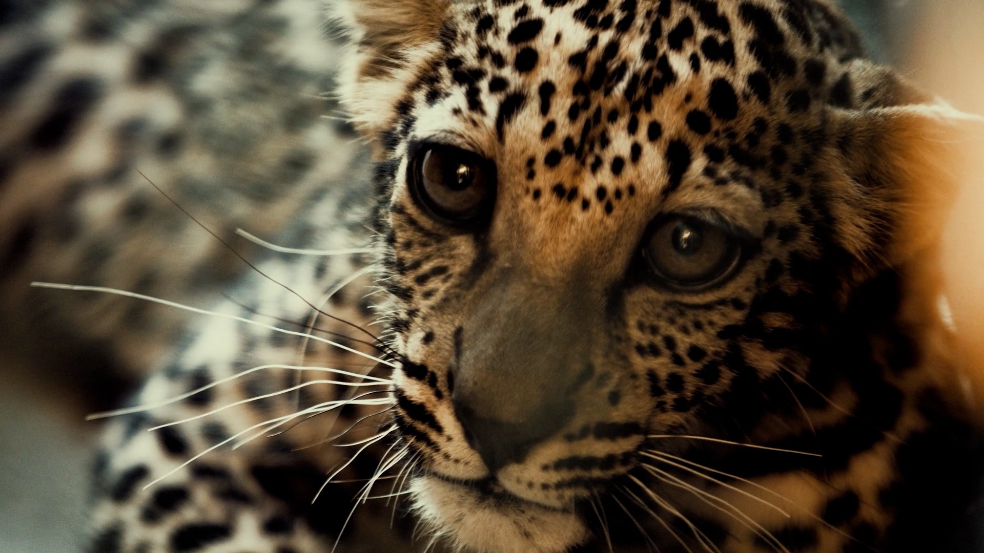 An Arabian leopard cub at the Arabian Leopard Breeding Center