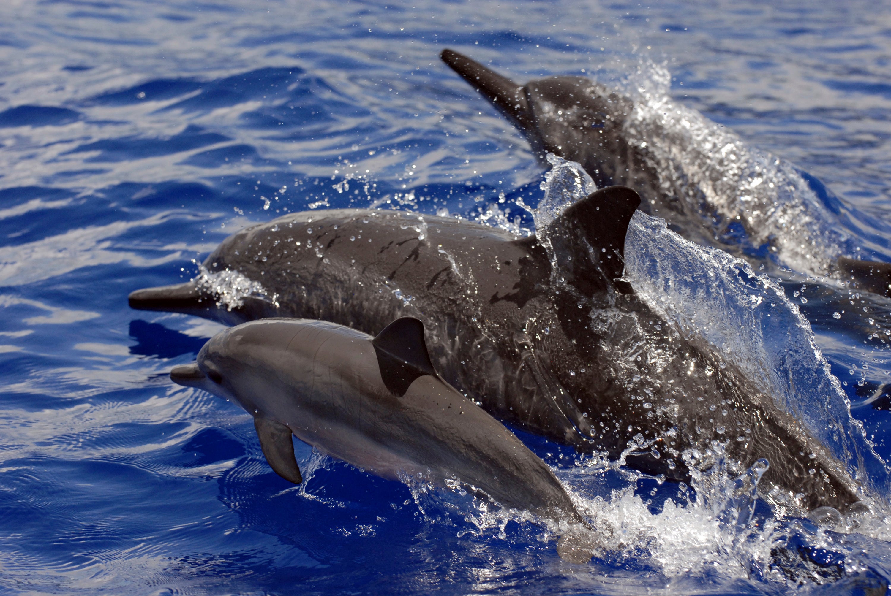 Protecting Spinner Dolphins