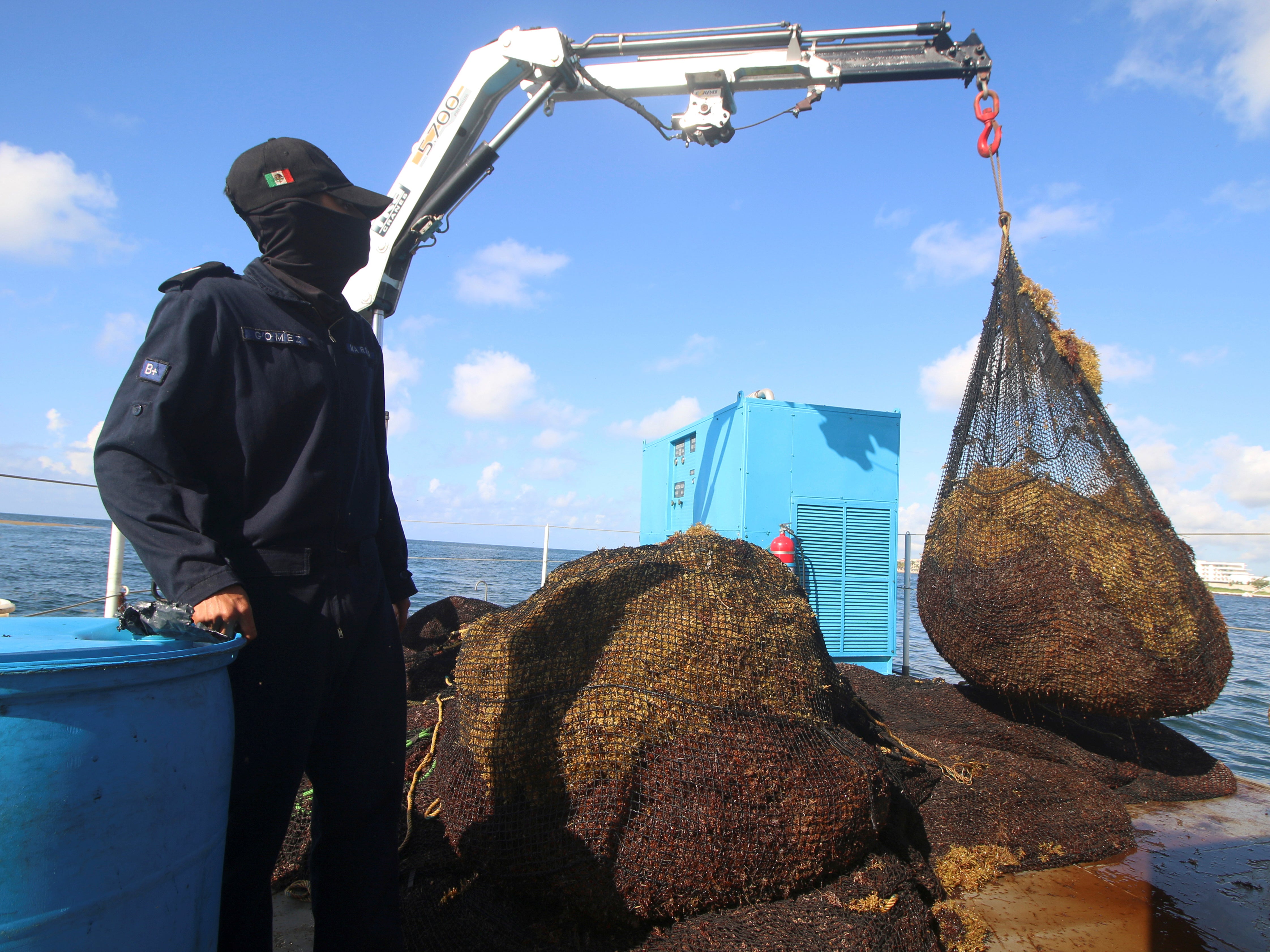 Since 2011, seaweed here and across the Caribbean has exploded for reasons scientists suspect is related to climate change