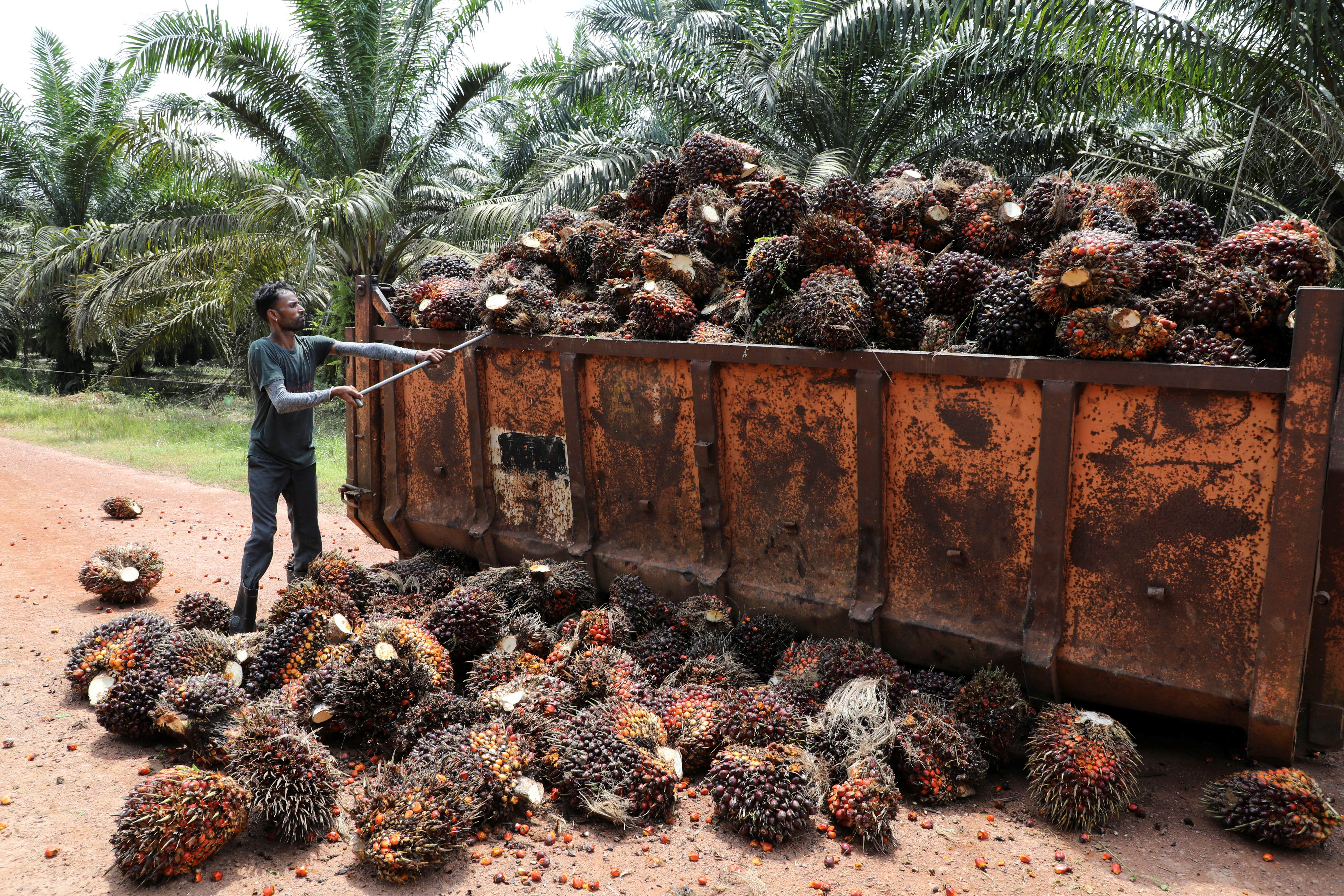 A worker loads palm oil fruit bunches at an oil palm plantation in Slim River, Malaysia