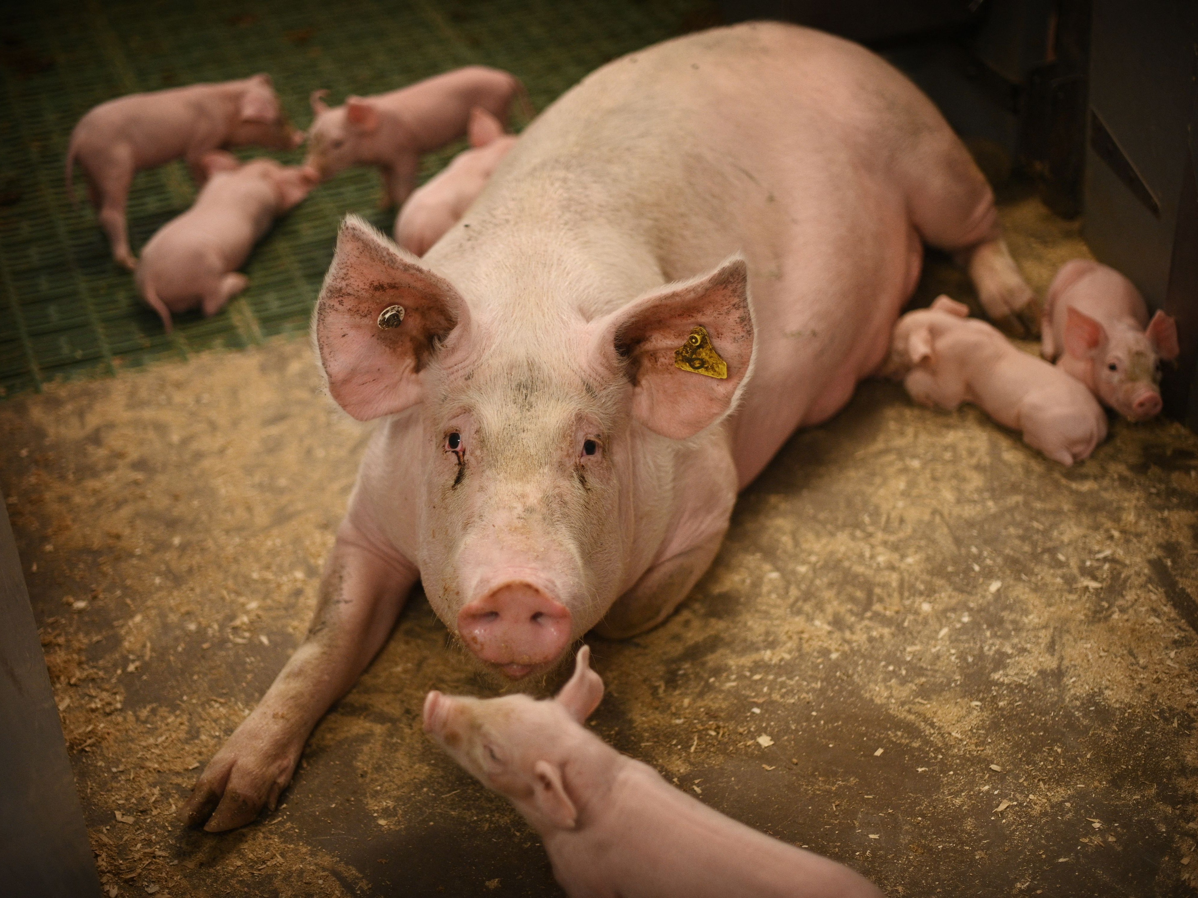 Piglets feed from their mother at Wicks Manor Farm in Maldon