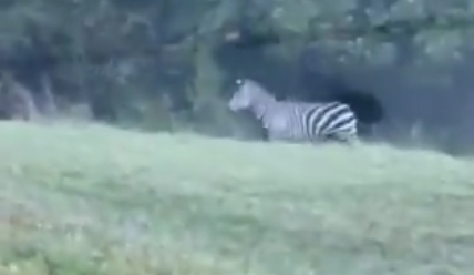 Maryland zebras are still on the run and enjoying newfound internet stardom