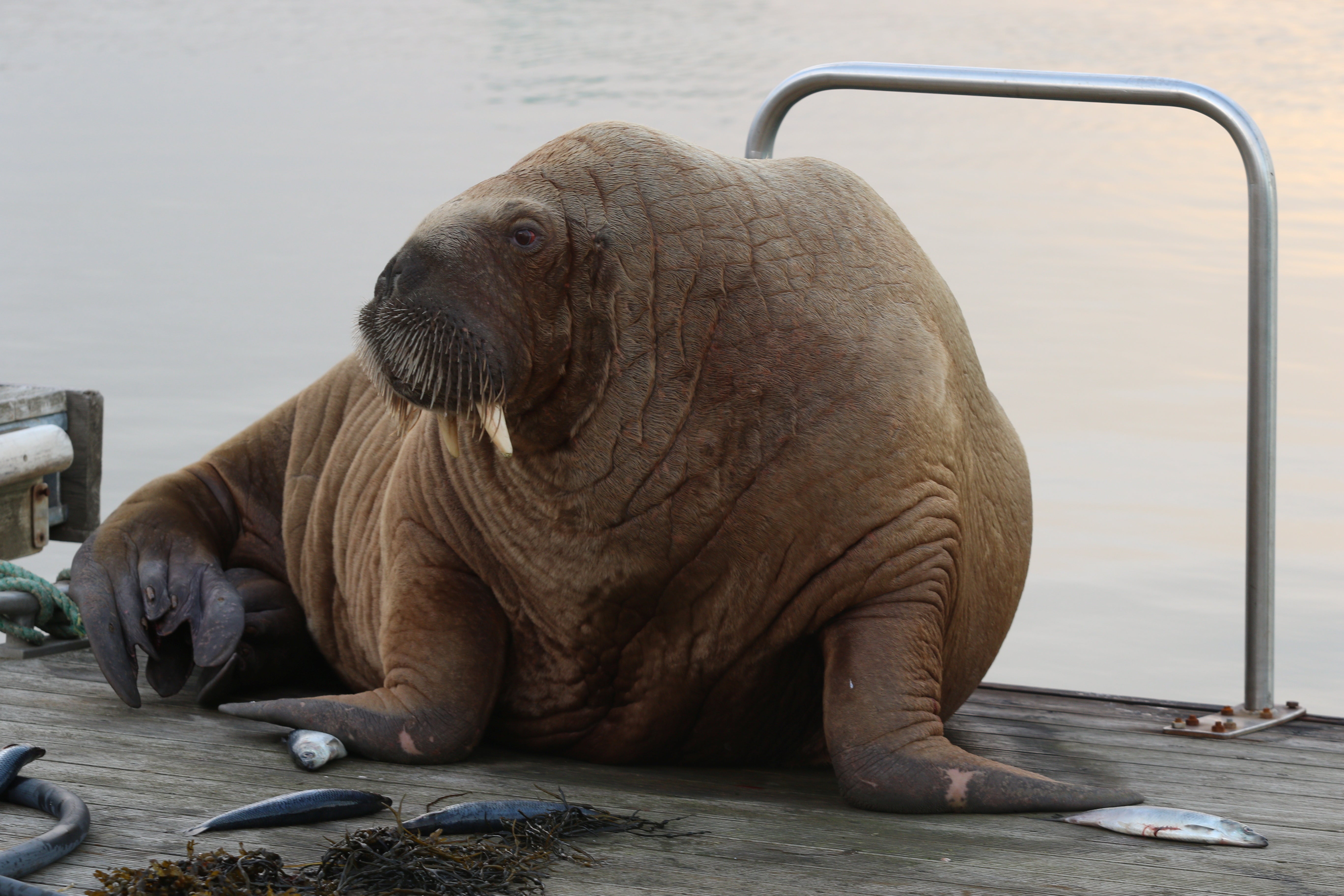 Wally sits in a harbour in Hofn, Iceland on 19 September