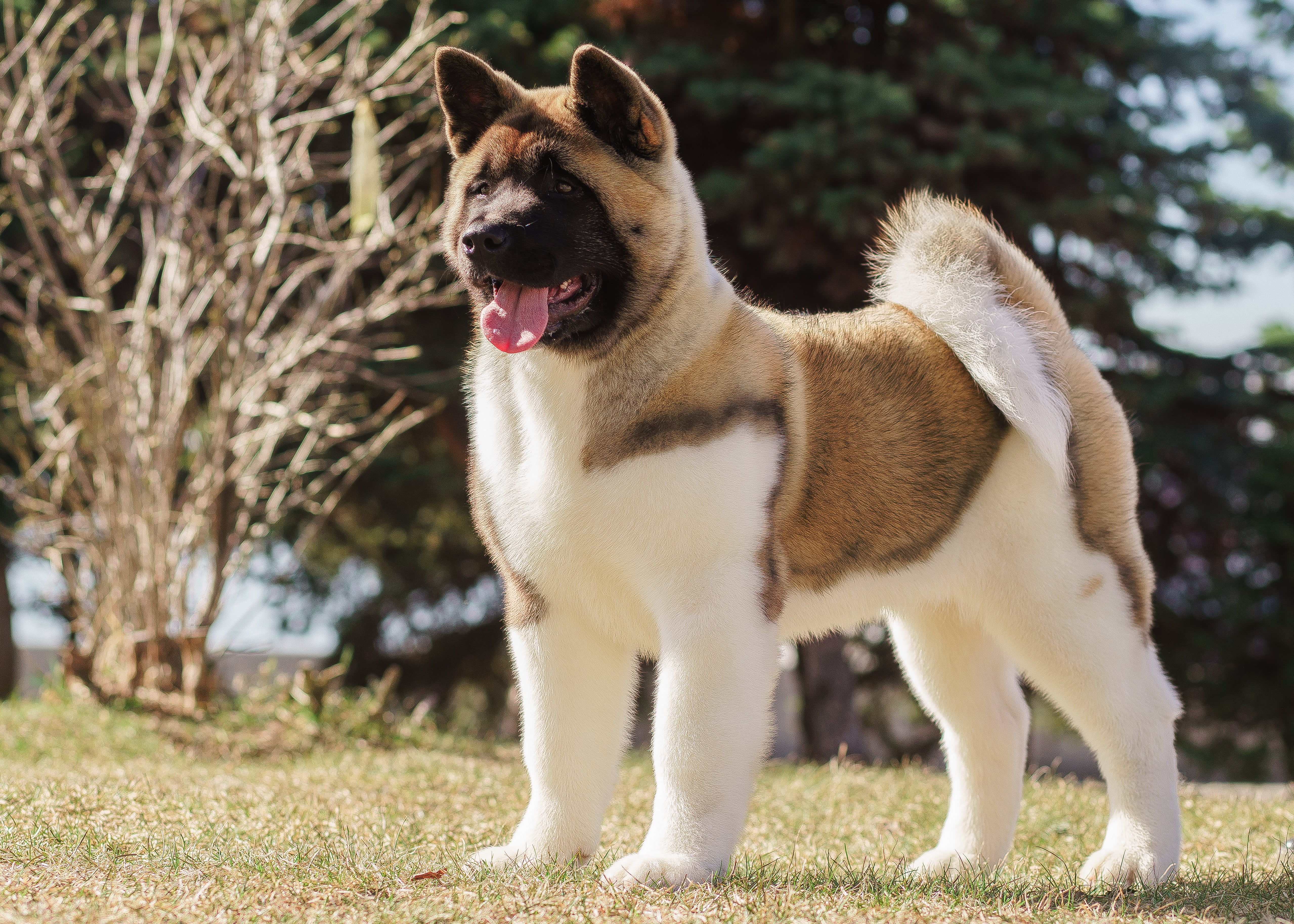 The animal is thought to be a Japanese Akita, not a banned breed (file image)