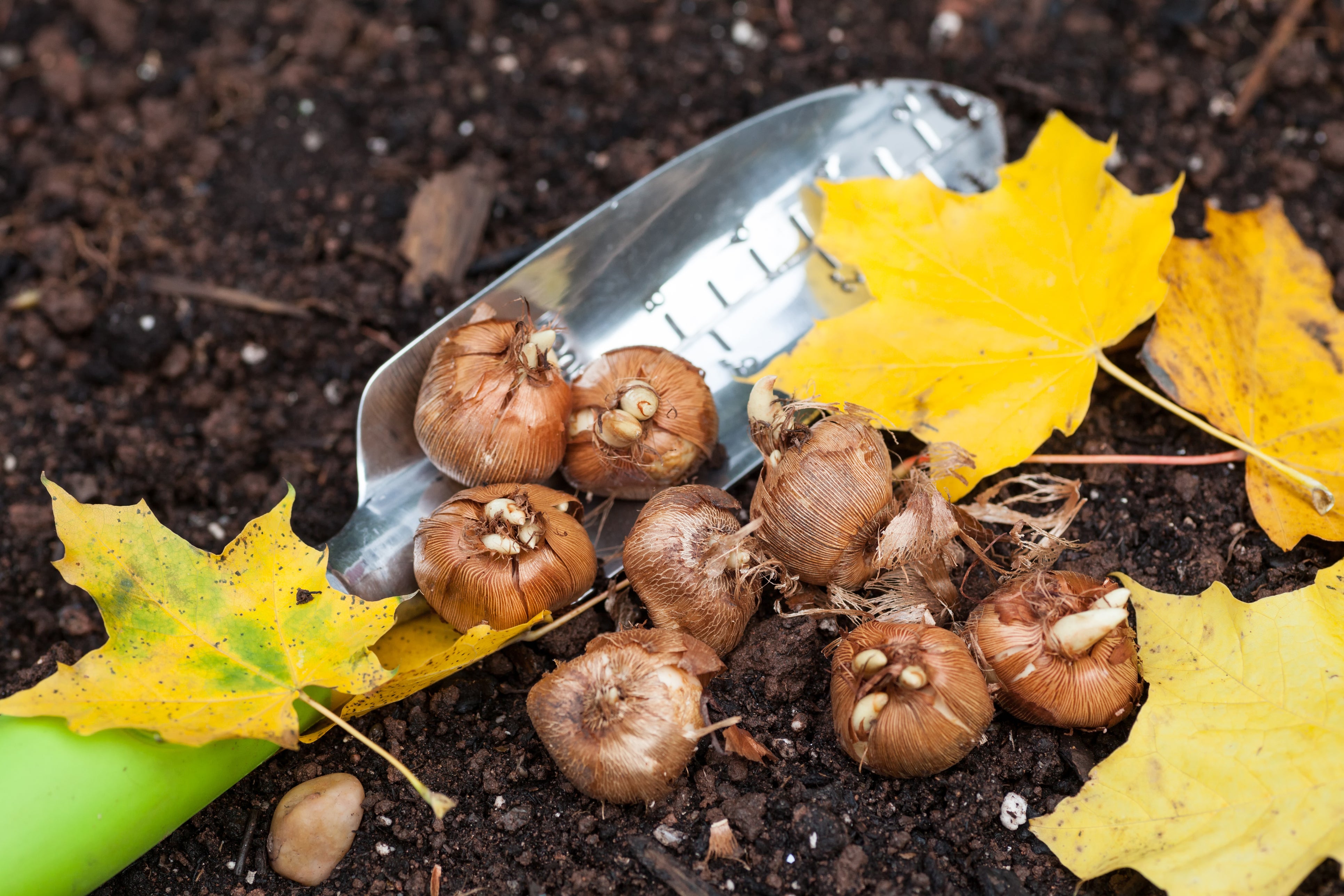 Every plant has a biological clock that responds to temperature and light