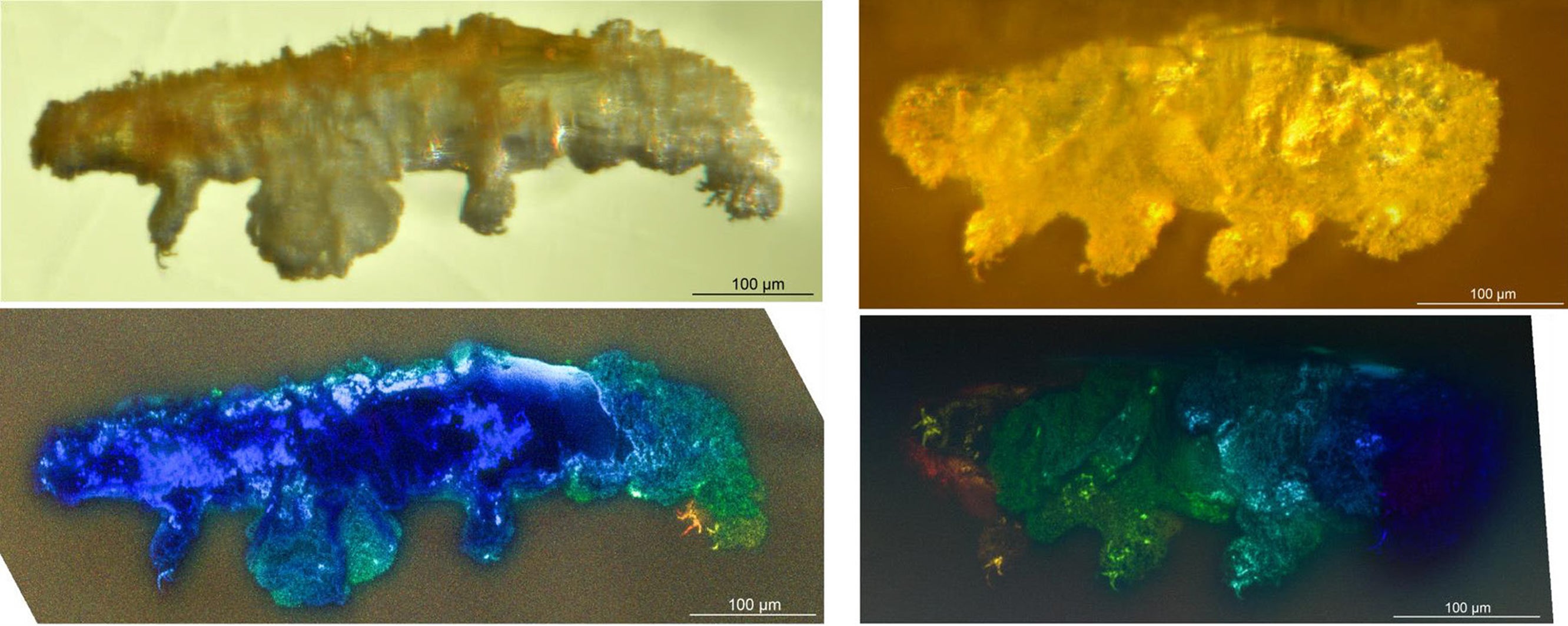 Scientists discover a new species of tardigrade