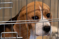 Police spend tens of thousands of pounds protecting transport of puppies to labs for experiments