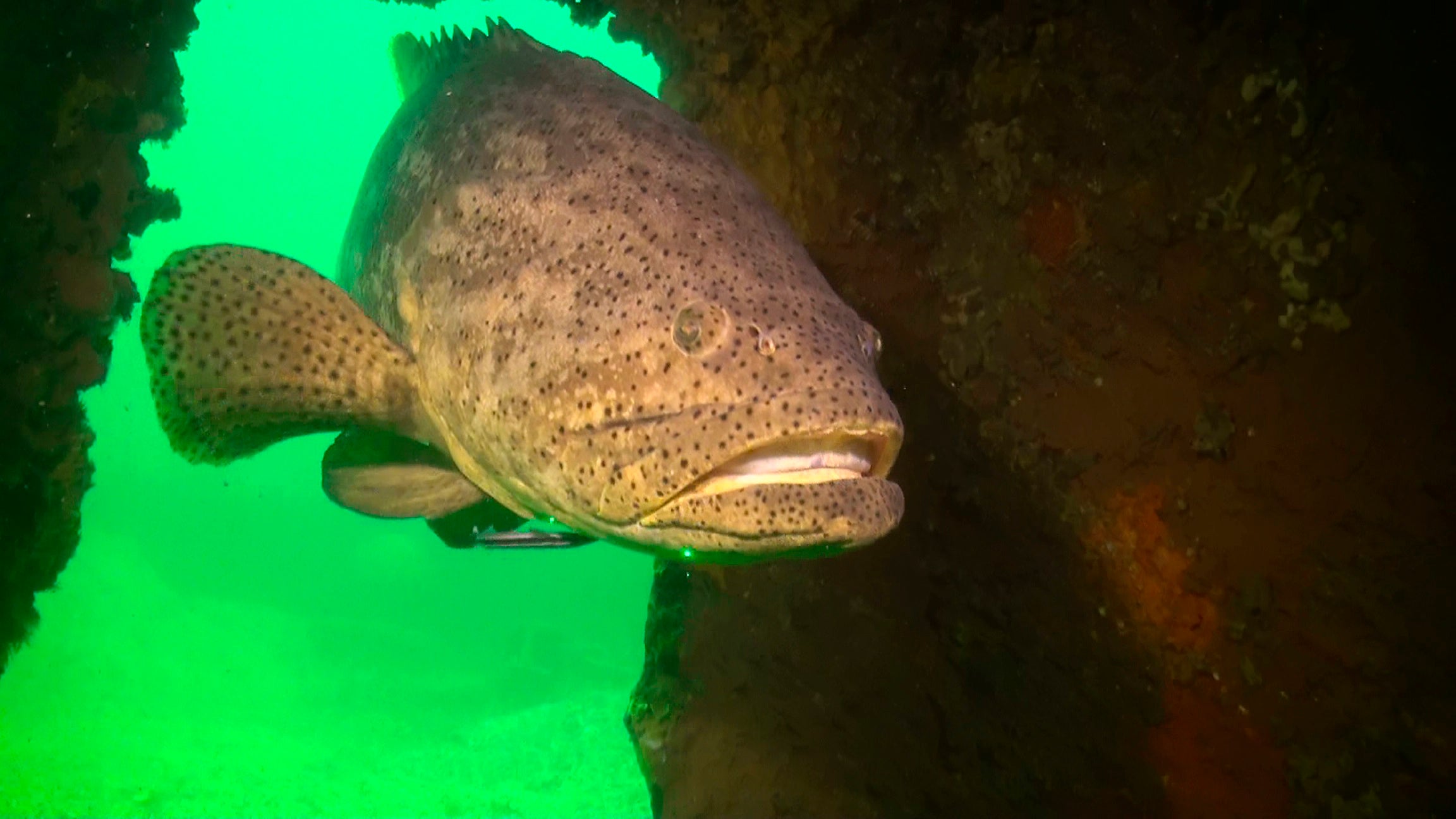 Goliath Grouper Florida