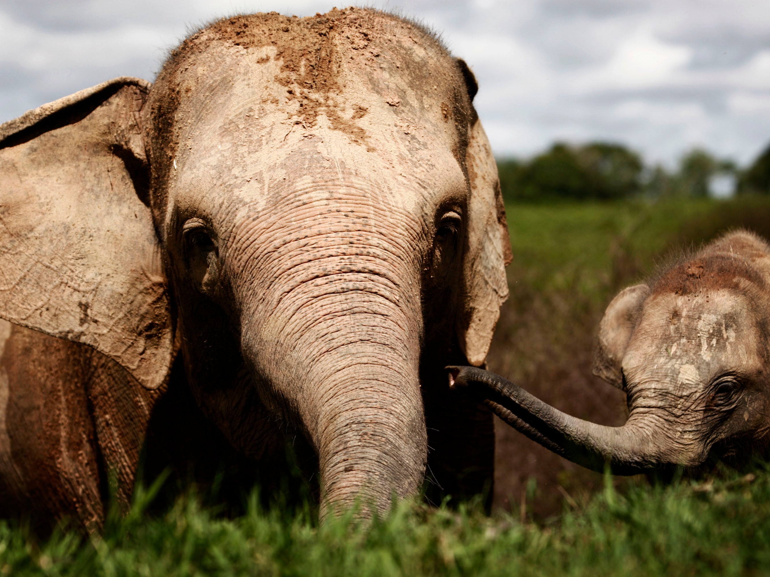 A Bali elephant park has been accused of leaving Sumatran elephants to starve after it was forced to close during the coronavirus pandemic