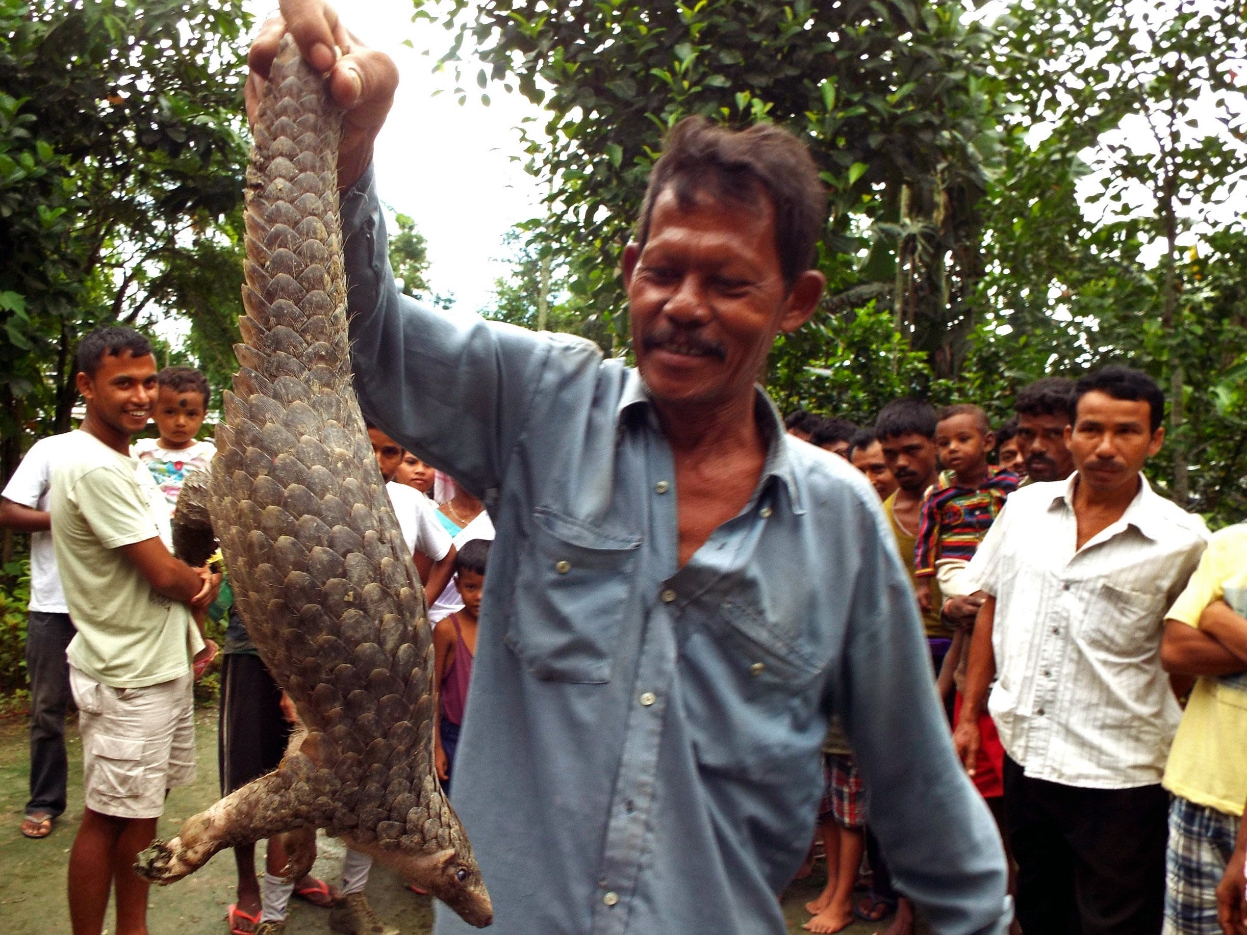 The pangolin was thought to be one of the animals that could have transmitted Covid-19 to humans