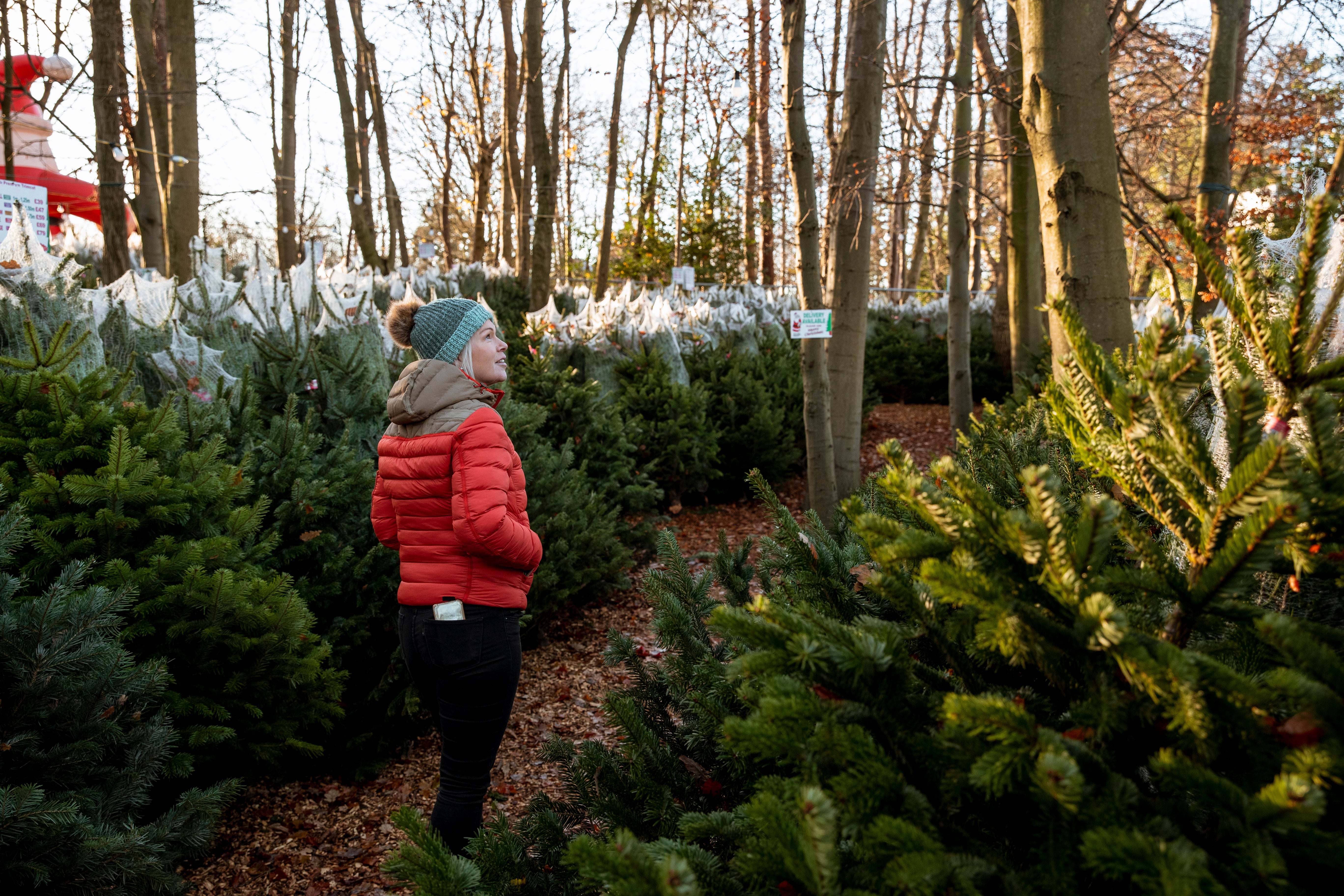 Some garden centres have reported tree sales up 250 per cent on last year