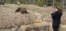 Woman jailed after narrow escape from charging grizzly mother filmed in Yellowstone National Park