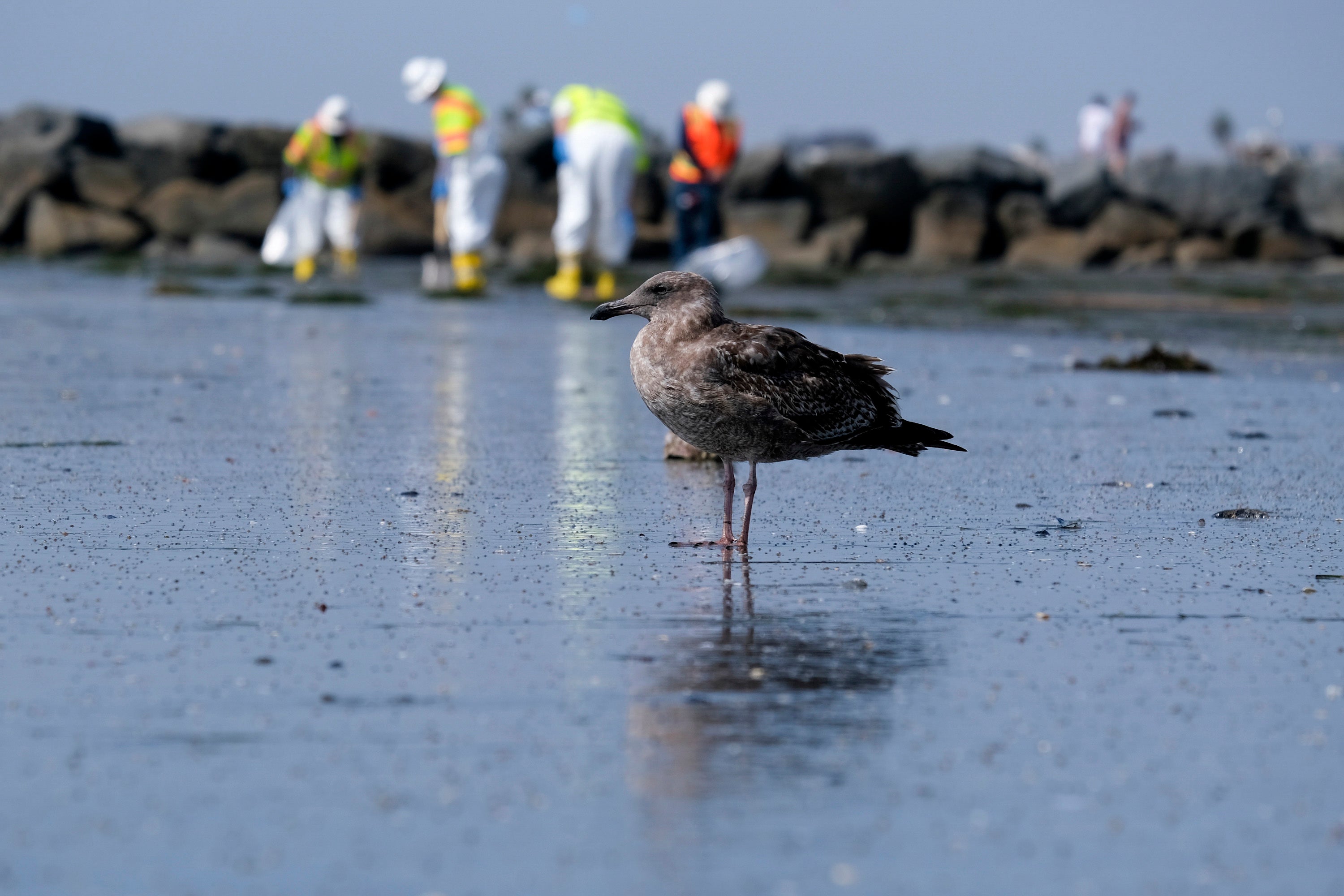 California Oil Spill Environment