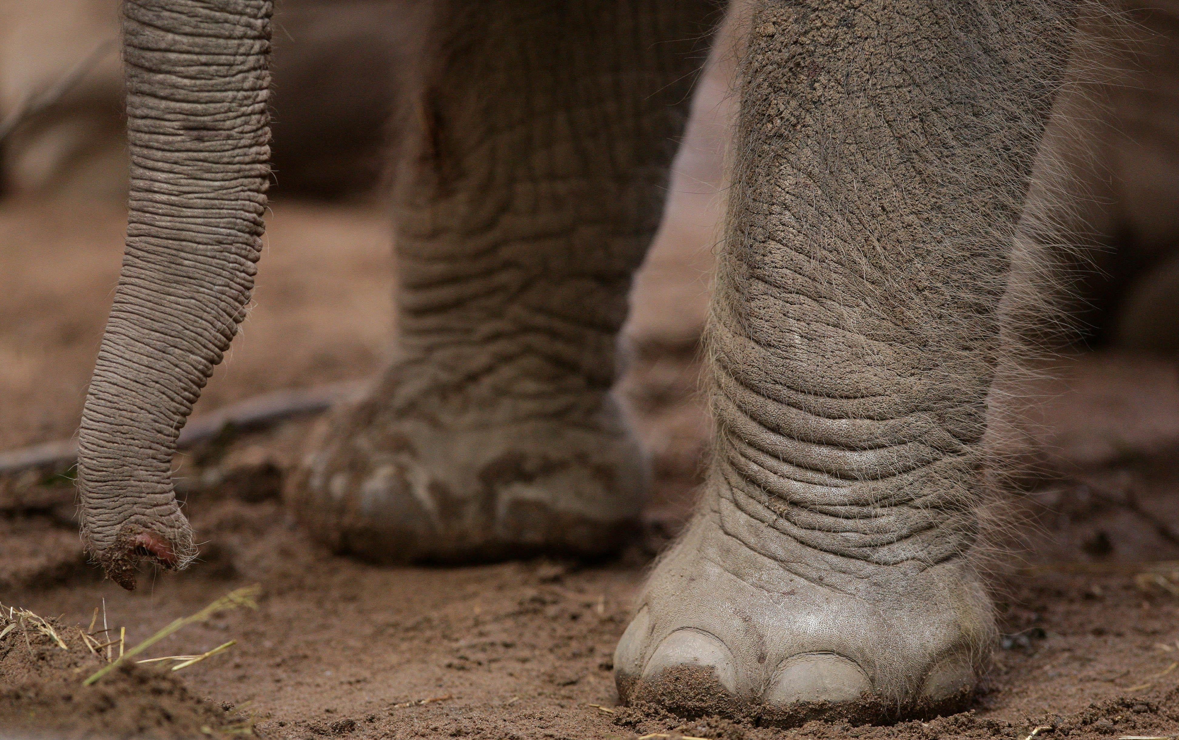 Aviva has detailed its most bizarre claims, including a circus elephant helping itself to food from a van (Dave Thompson/PA)