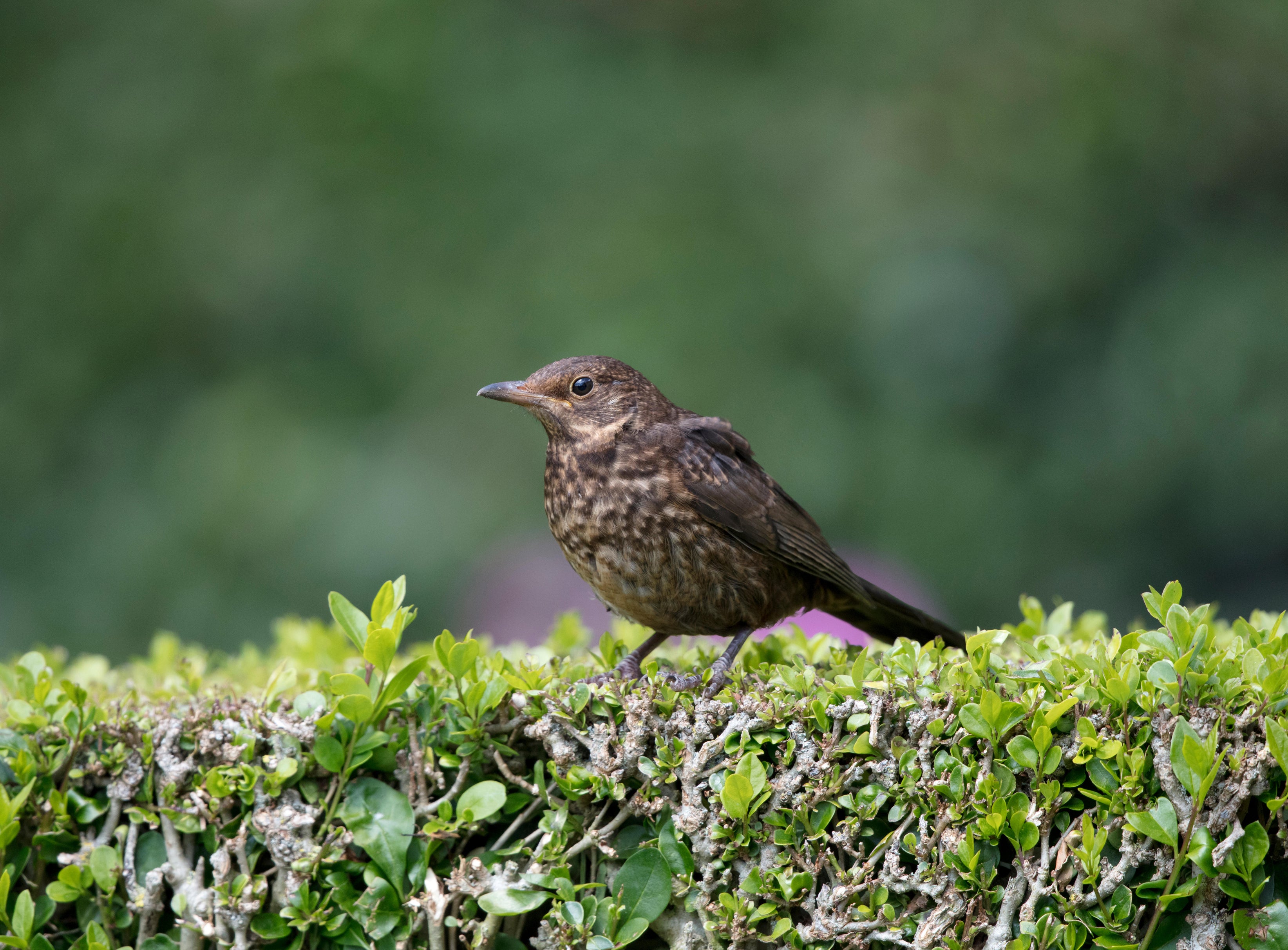 A blackbird on a garden hedge (Alamy/PA)