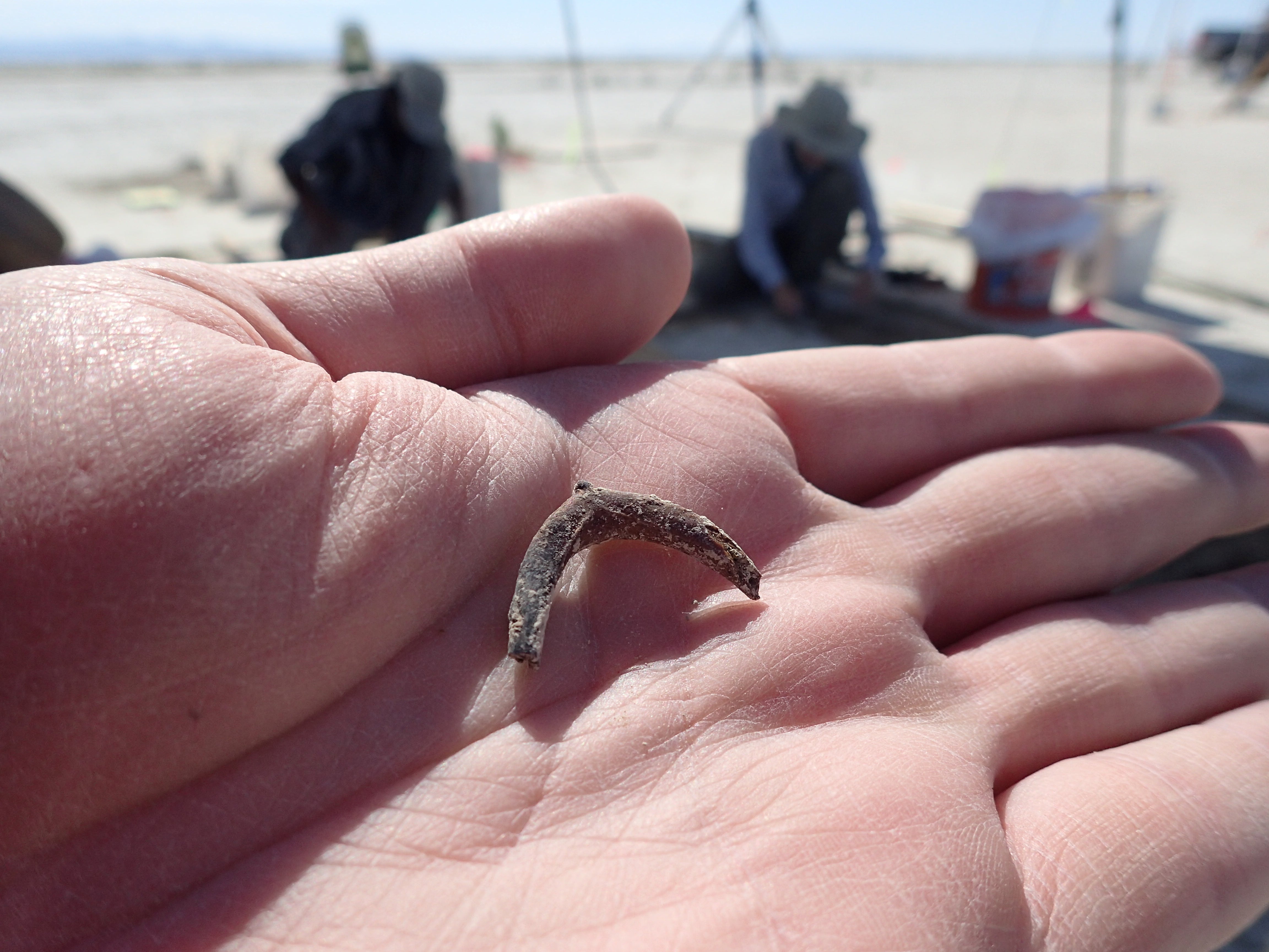 A duck wishbone is seen in the palm of archaeologist Daron Duke’s hand at the location of an ancient hearth dating to 12,300 years ago at the Wishbone site in Great Salt Lake Desert in northern Utah