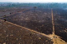 Climate activists call for investigation of Bolsonaro