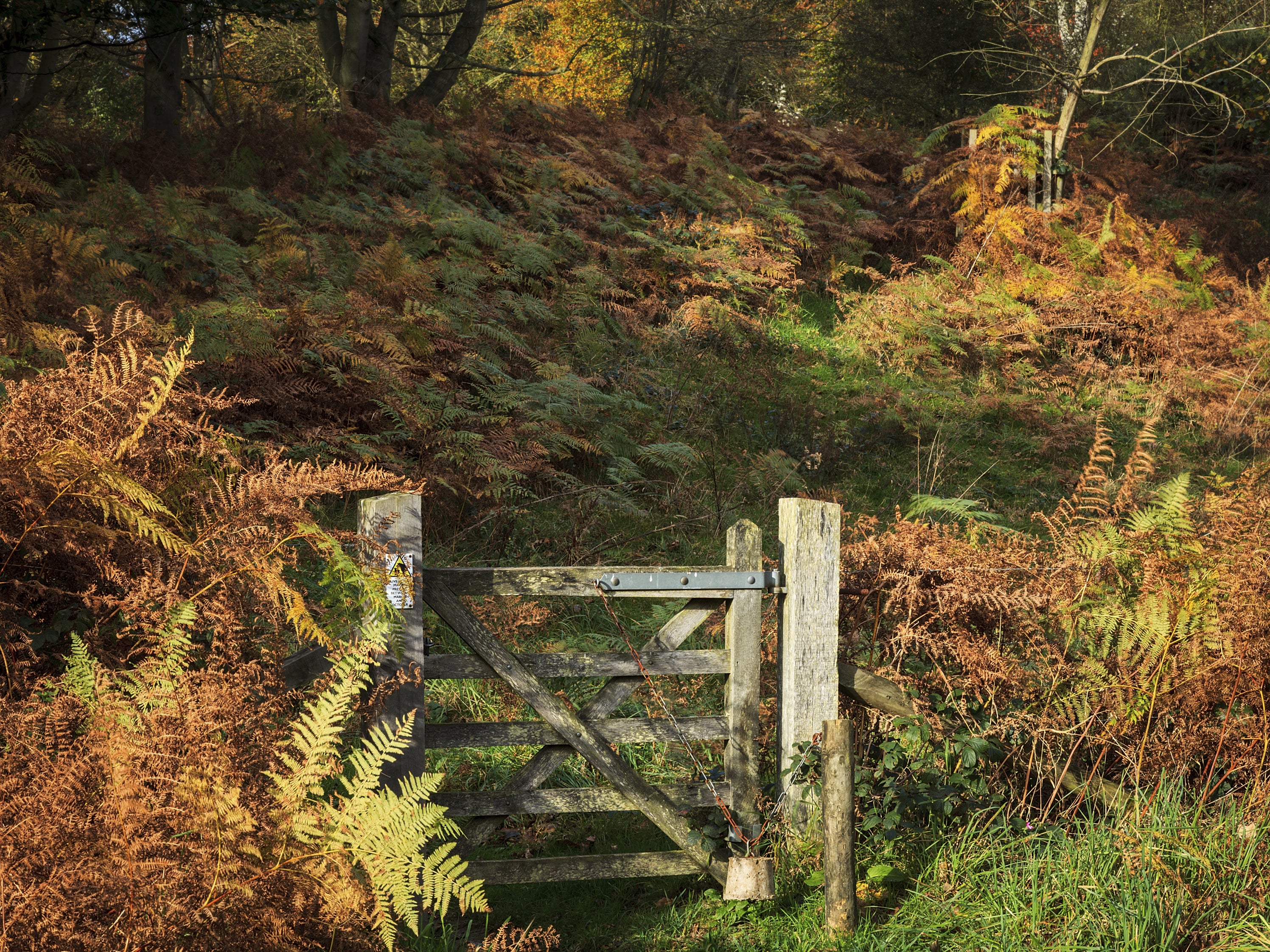 Striking autumnal colours in the Great Wood, part of the old deer park at Felbrigg Hall (Justin Minns/National Trust Images/PA)