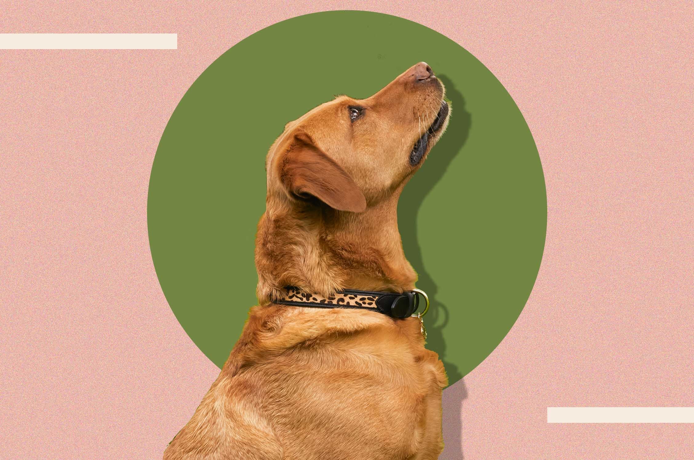 8 best dog collars to keep your four-legged friend safe and stylish