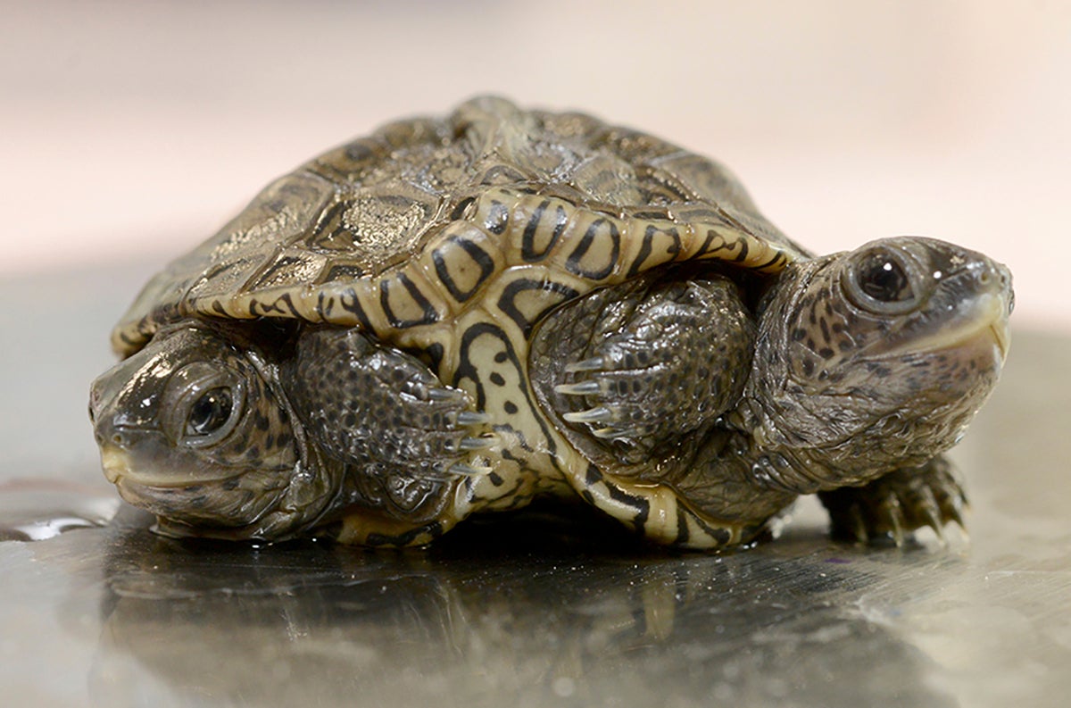 ODD Two-Headed Turtle