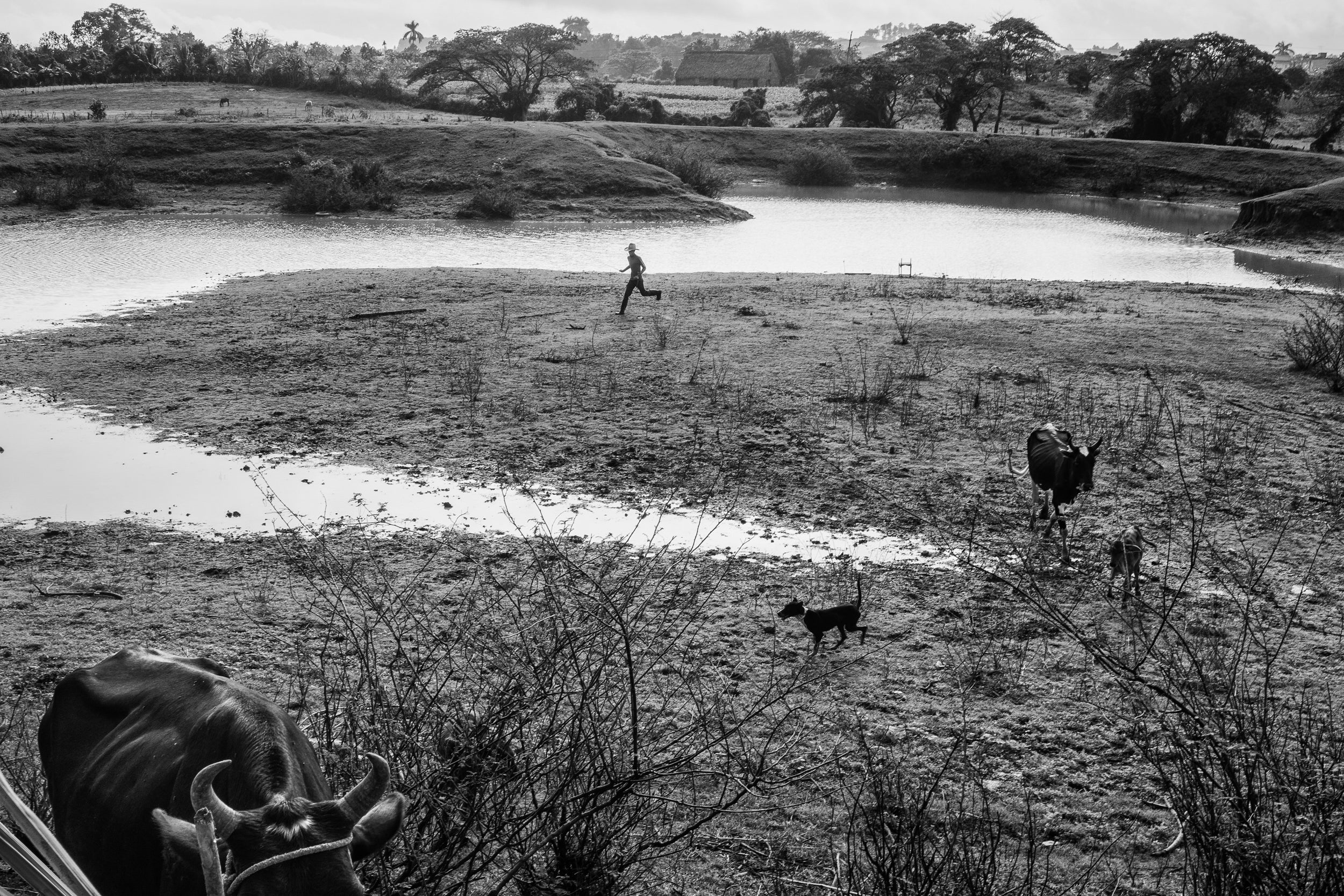 Gathering the Cattle for Feeding. Valley of Silence, Cuba. January 2016