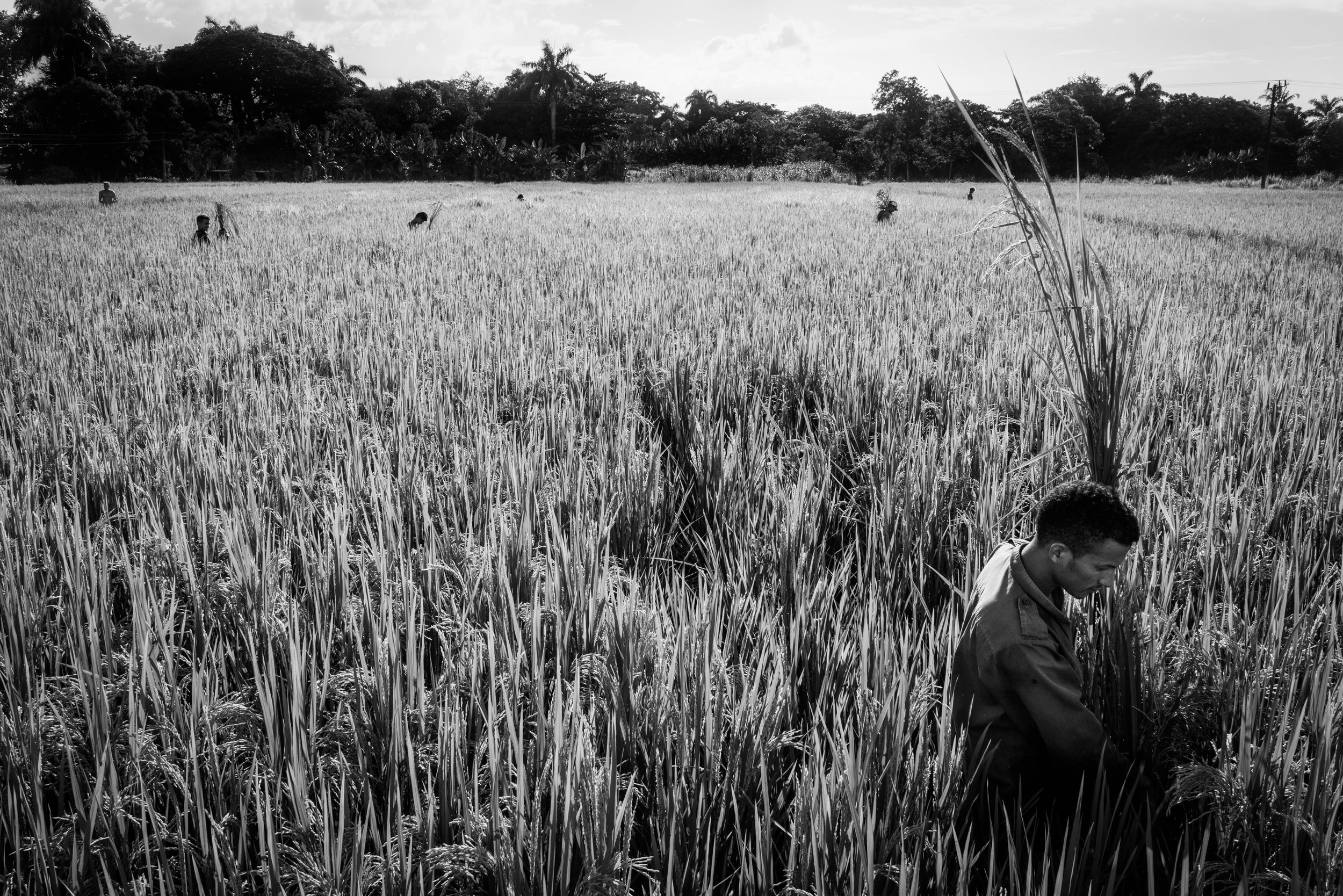 Harvesting the Rice at Sunset. Village of El Zarzal, Cuba. July 2019