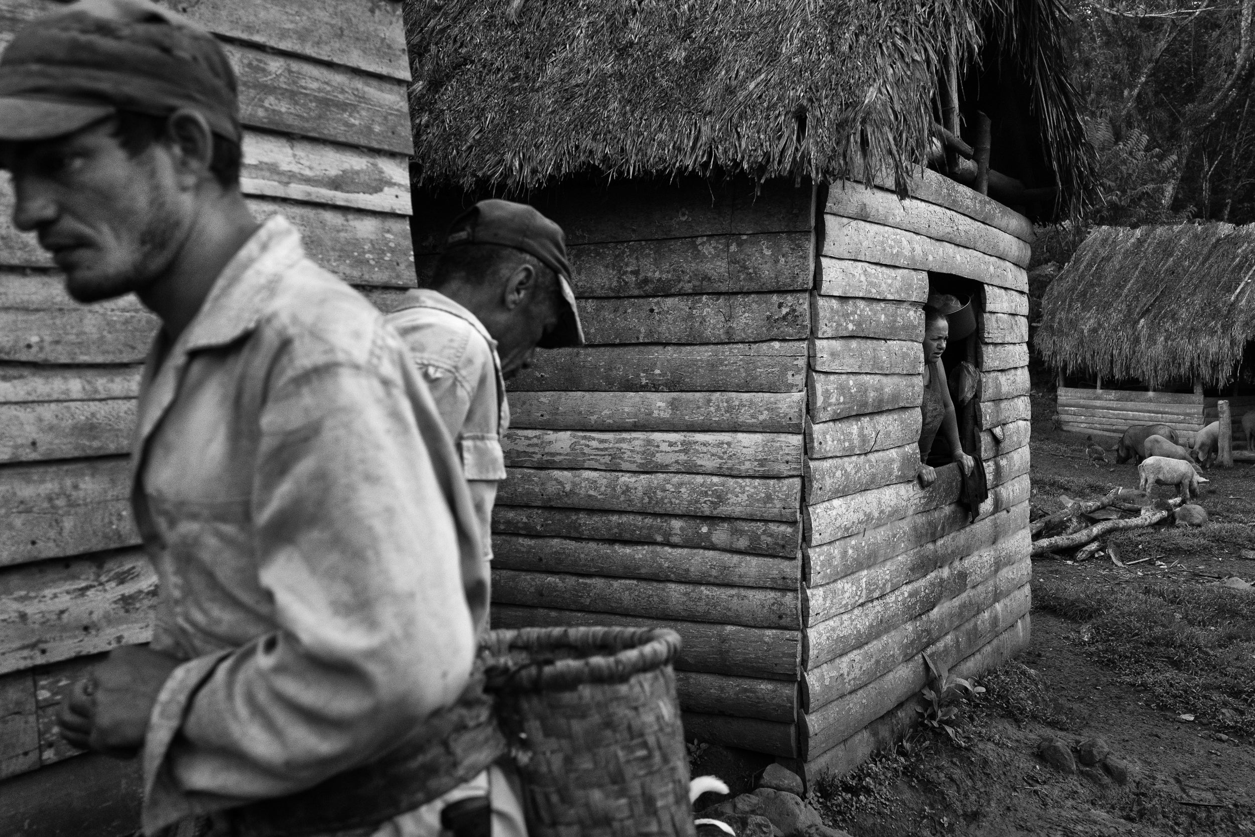 Preparing to Harvest Coffee, Early Morning. Sierra Maestra Mountains, Cuba. November 2017