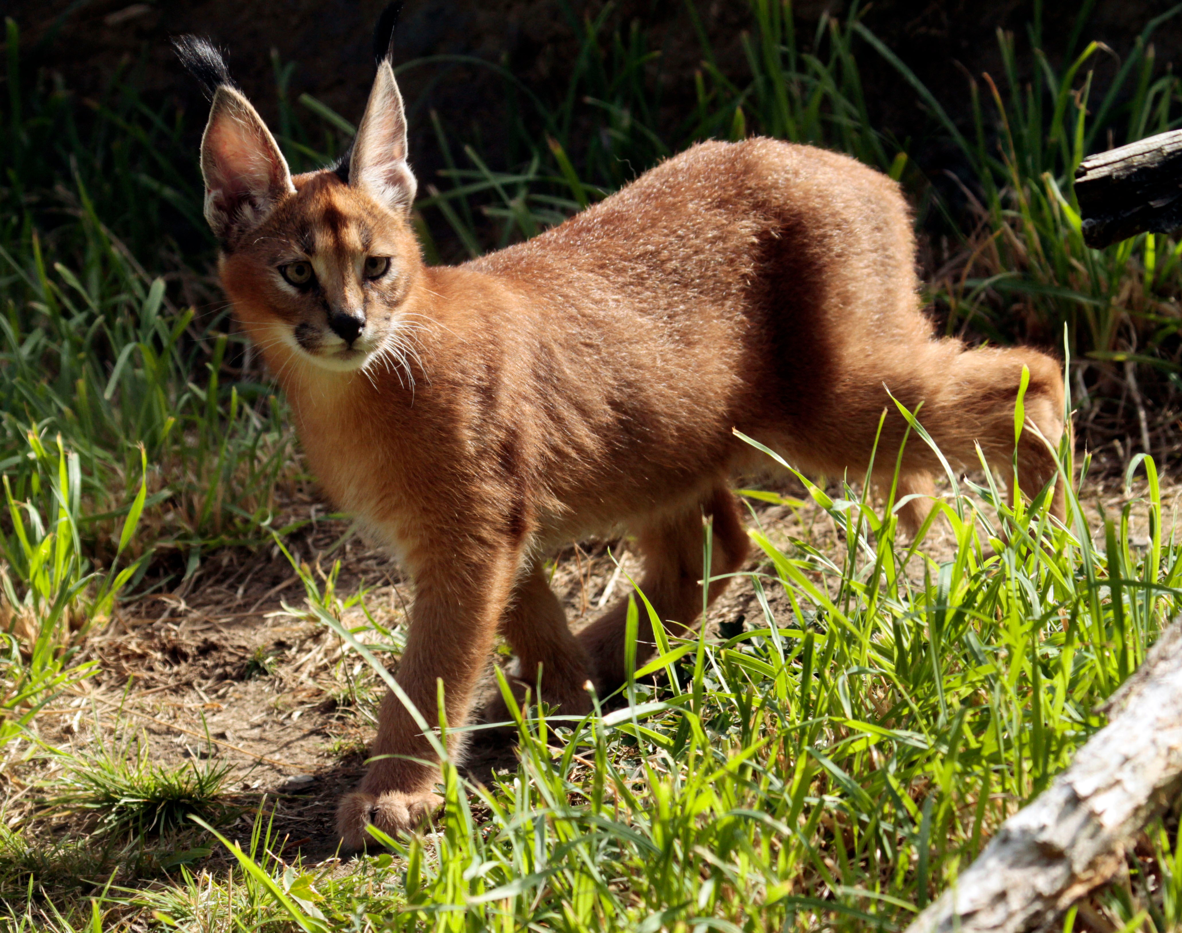 Escaped African Cat