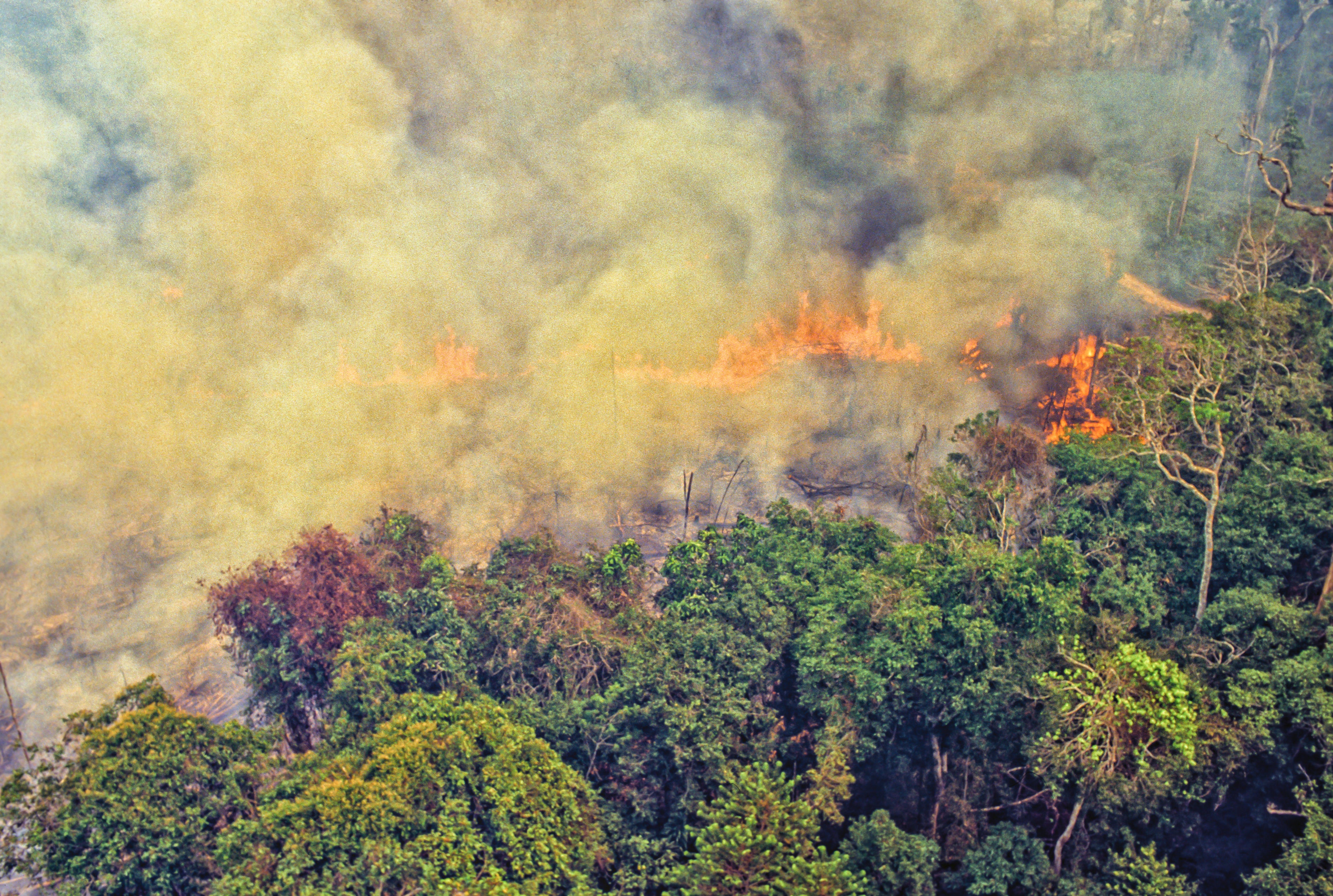 Deforestation of the Amazon rainforest has accelerated under Brazil’s far-right president, who the UK wants a trade deal with